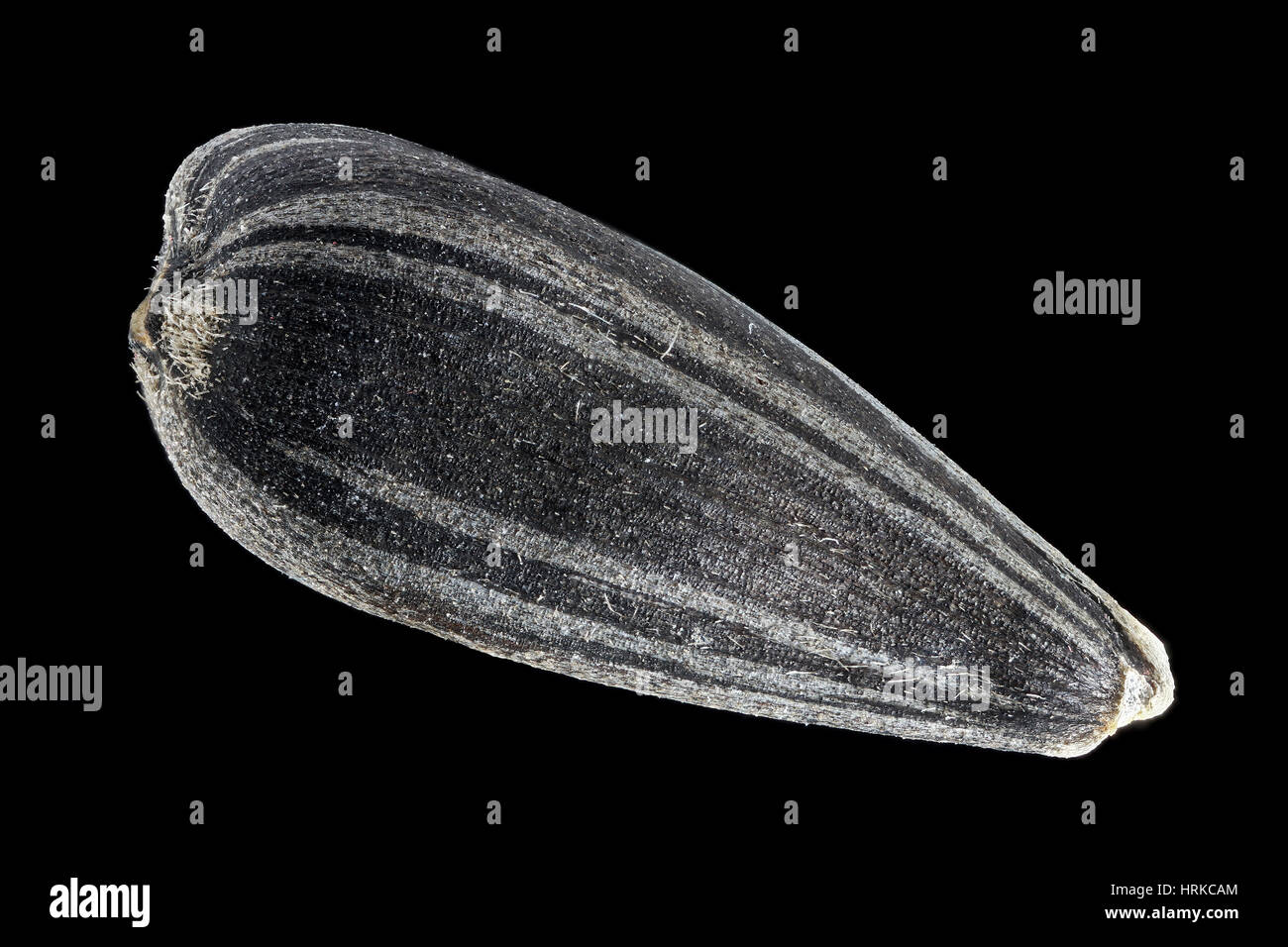 Helianthus annuus, Sunflower, Sonnenblume, seed (fruit), close up Stock