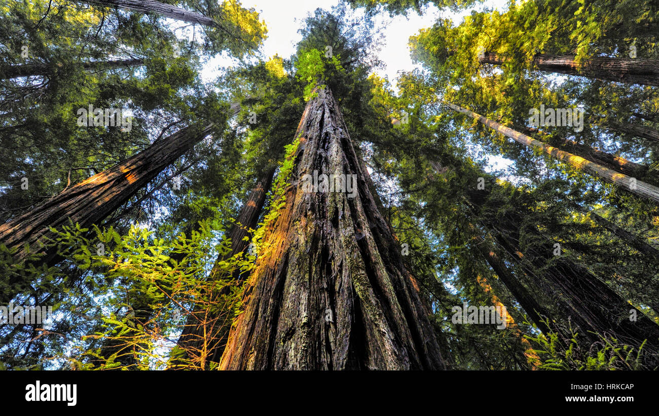 A beautiful perspective of a sequoia forest Stock Photo