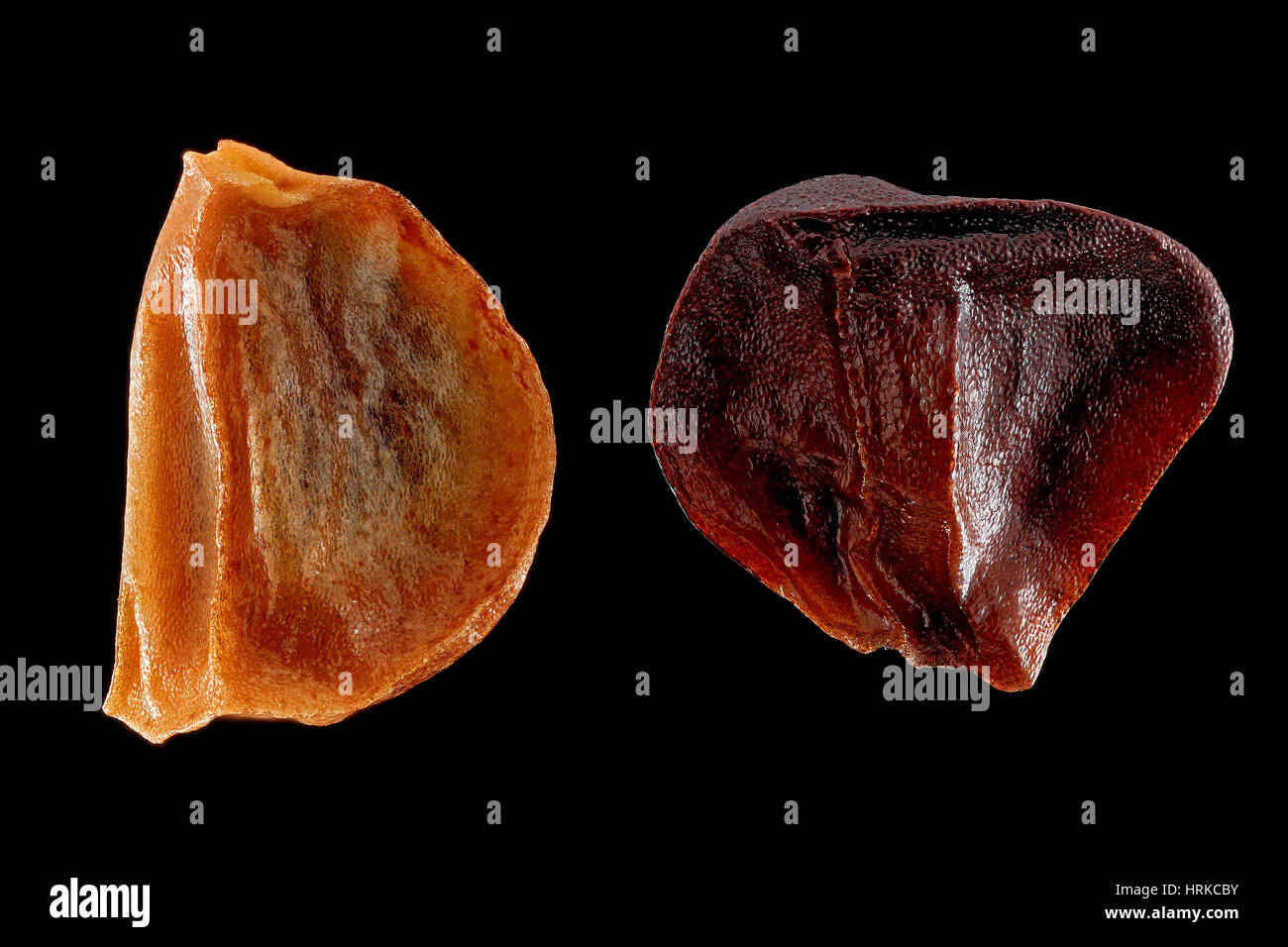 Iris sanguinea, Blood iris, Ostsibirische Schwertlilie, seed, close up, seed size 6-7 mm Stock Photo