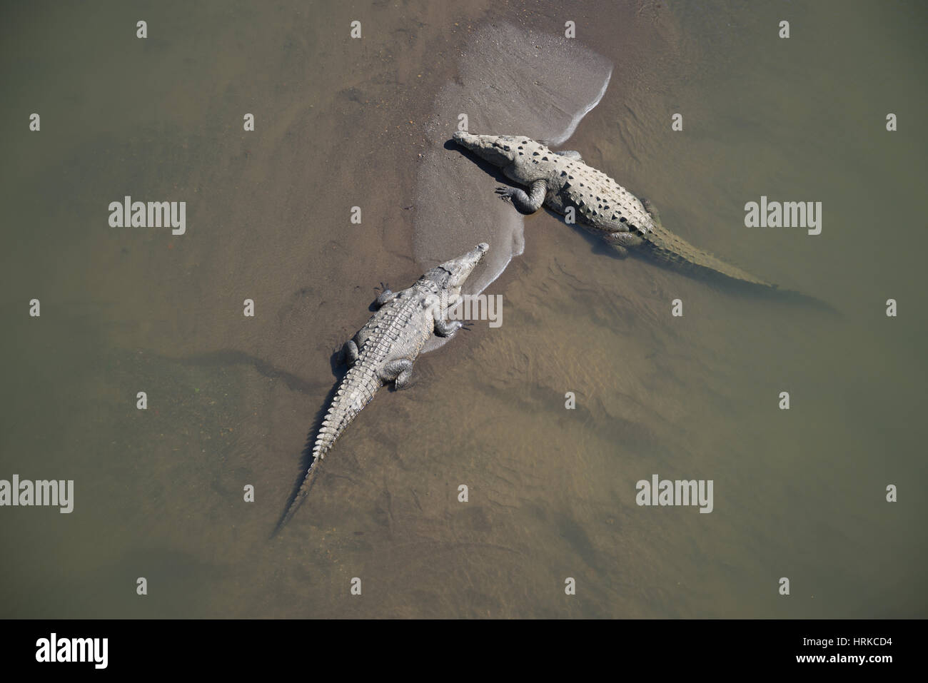 Crocodiles basking on a sand bank in a river in Costa Rica. Stock Photo