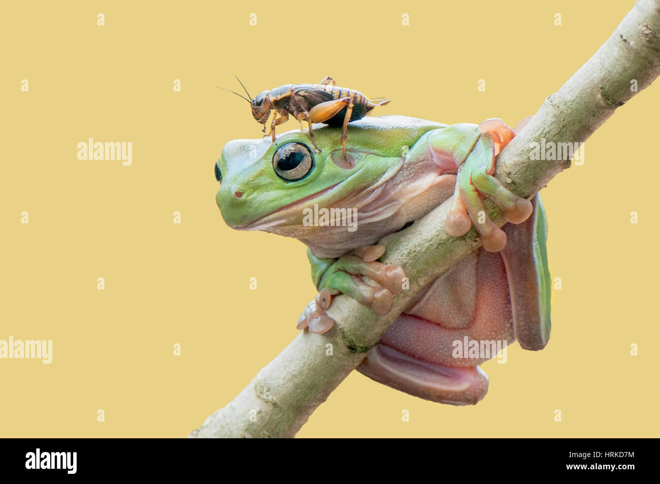 Frog and Friend Stock Photo