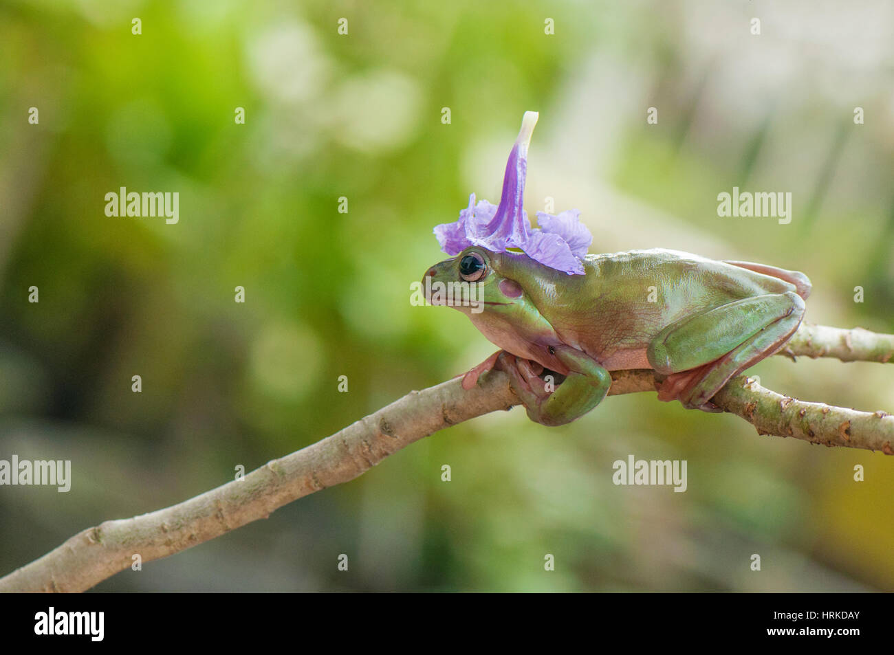 Frog Hat Stock Photo