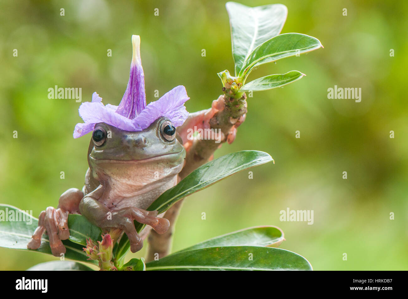 Frog Hat Stock Photo