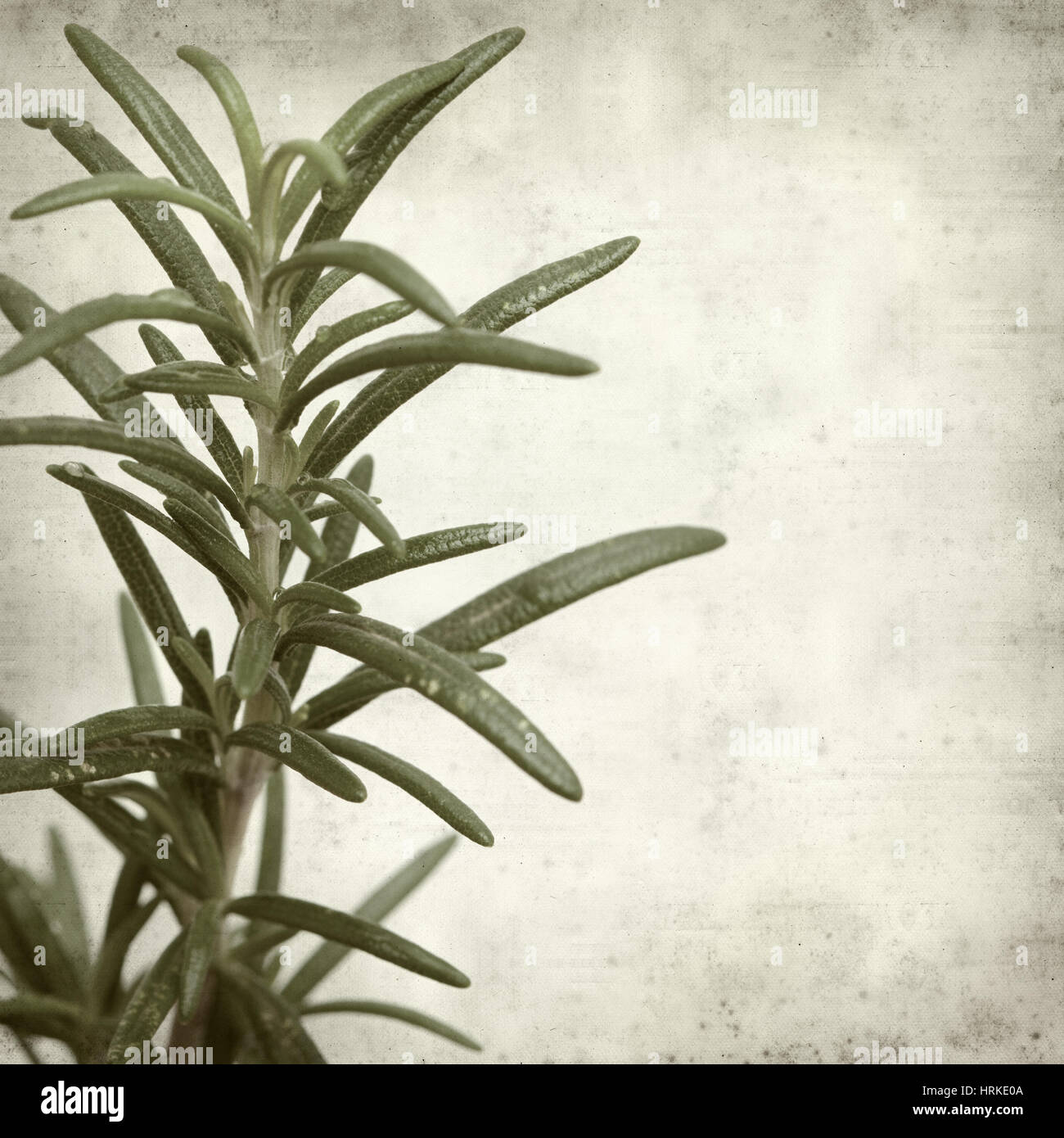 textured old paper background with young rosemary plants Stock Photo