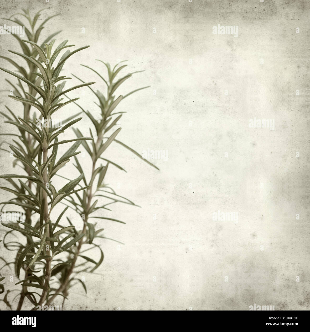 textured old paper background with young rosemary plants Stock Photo