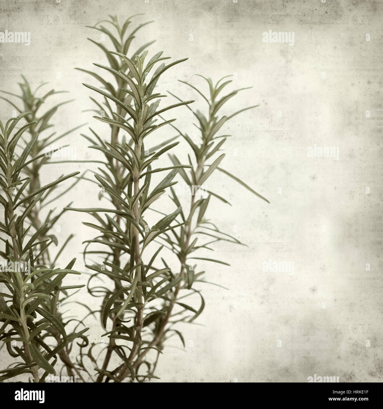 textured old paper background with young rosemary plants Stock Photo