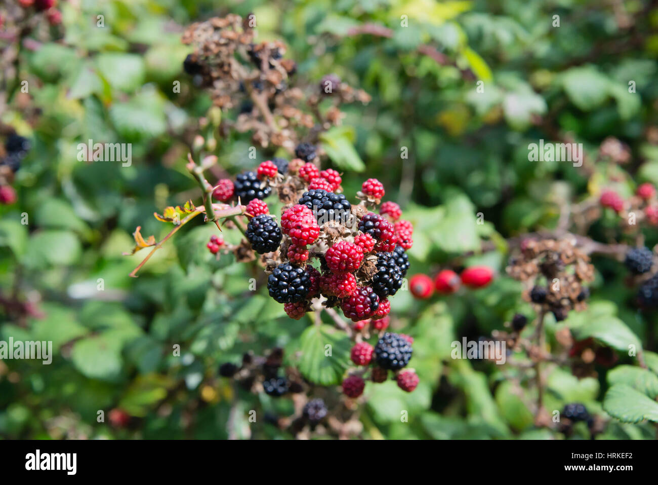 Cultivated Blackberry Bush Stock Photos & Cultivated Blackberry Bush ...
