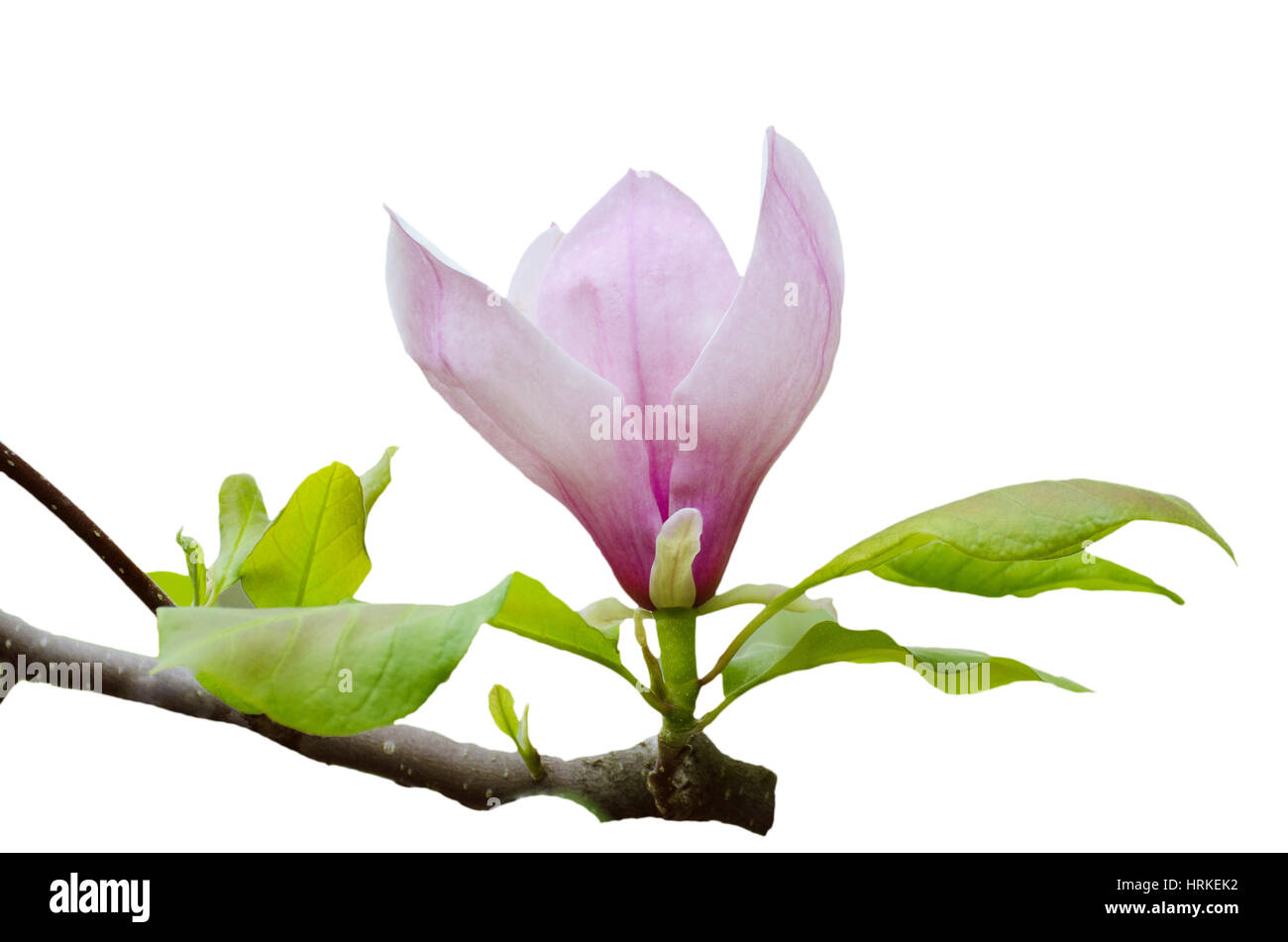 Branch of pink magnolia flower with green leaves isolated on the white ...