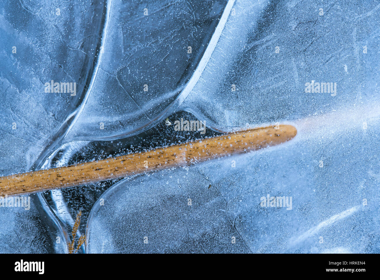 Close-Up of a Scirpus going through beautifully shaped ice and frozen bubbles Stock Photo