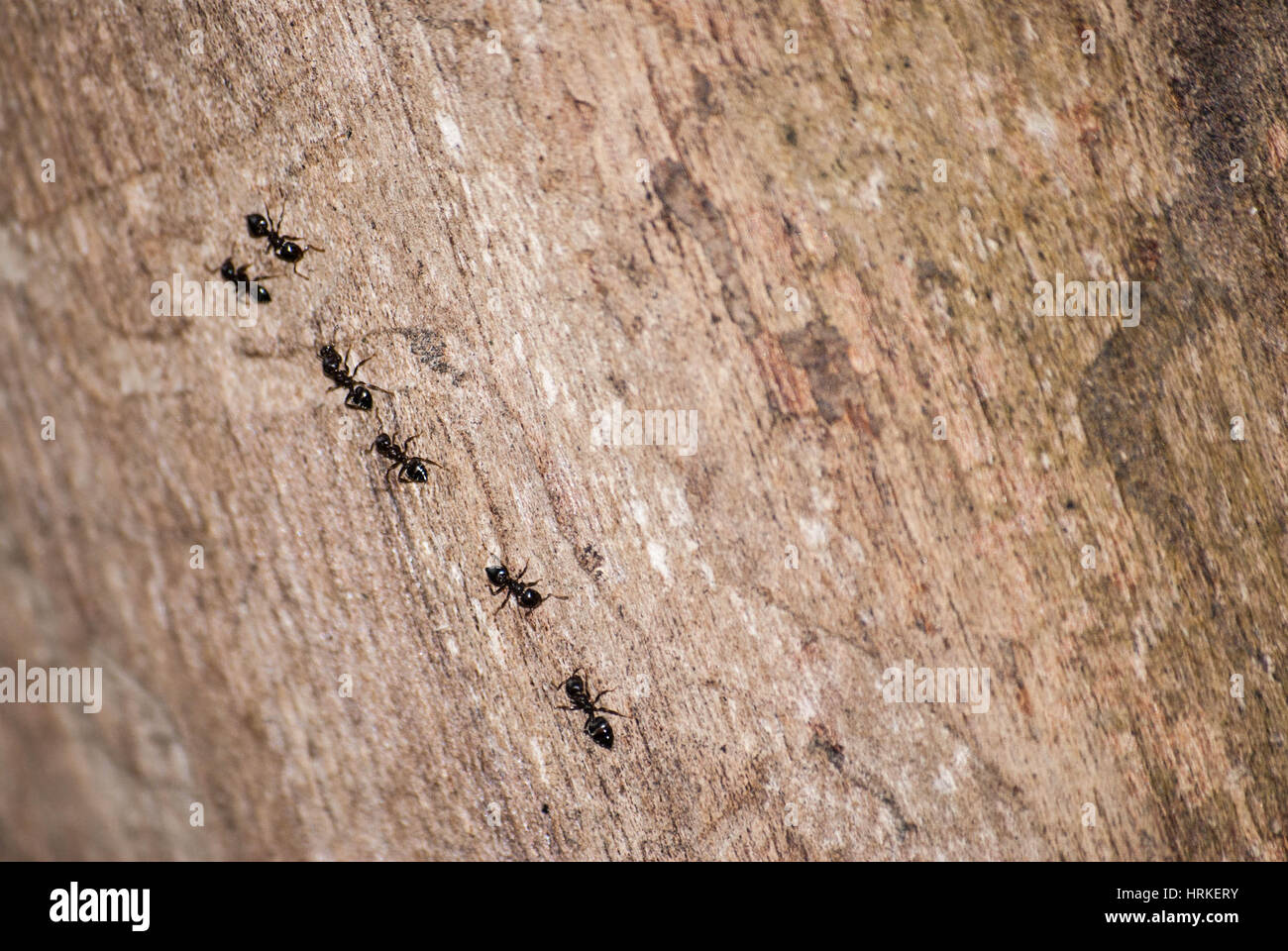 Close up of ants crawling up a tree Stock Photo Alamy
