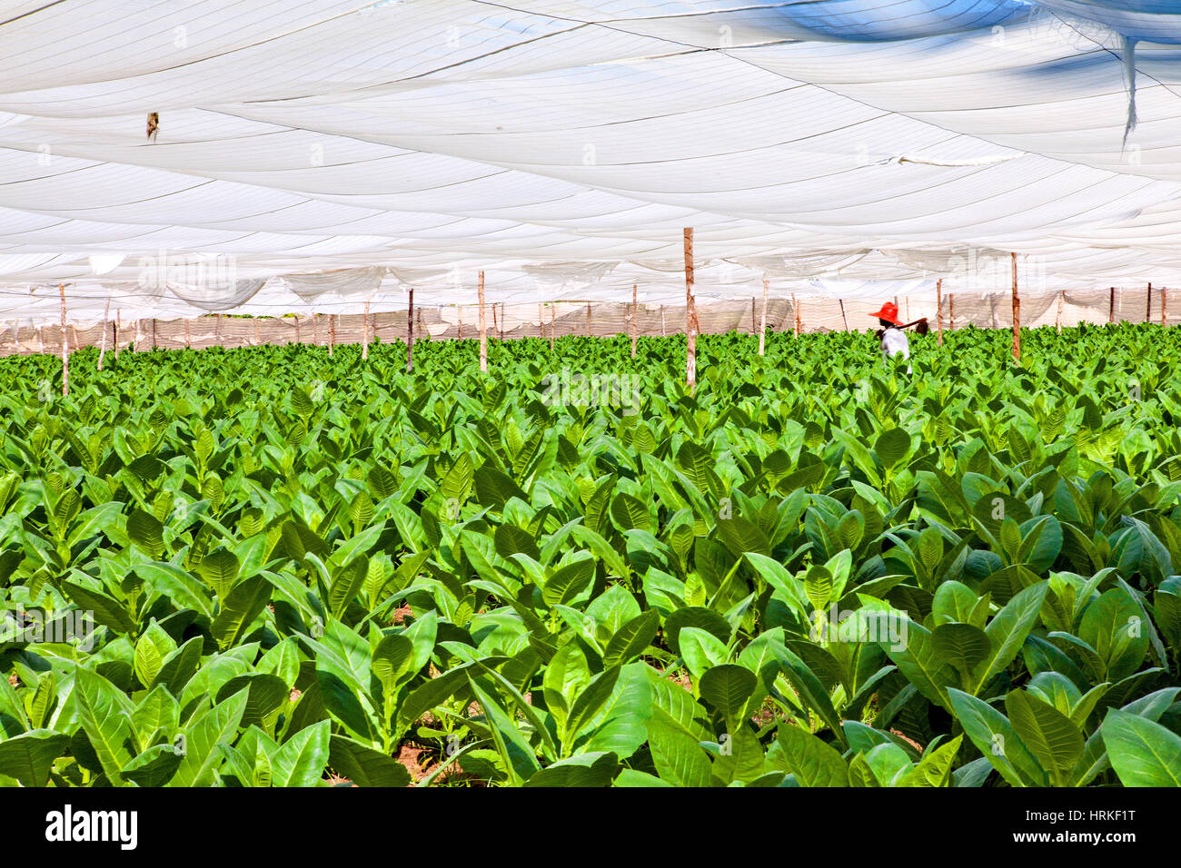 Tobacco plantation in greenhouse, Pinar del Rio, Cuba (Robaina Stock Photo 