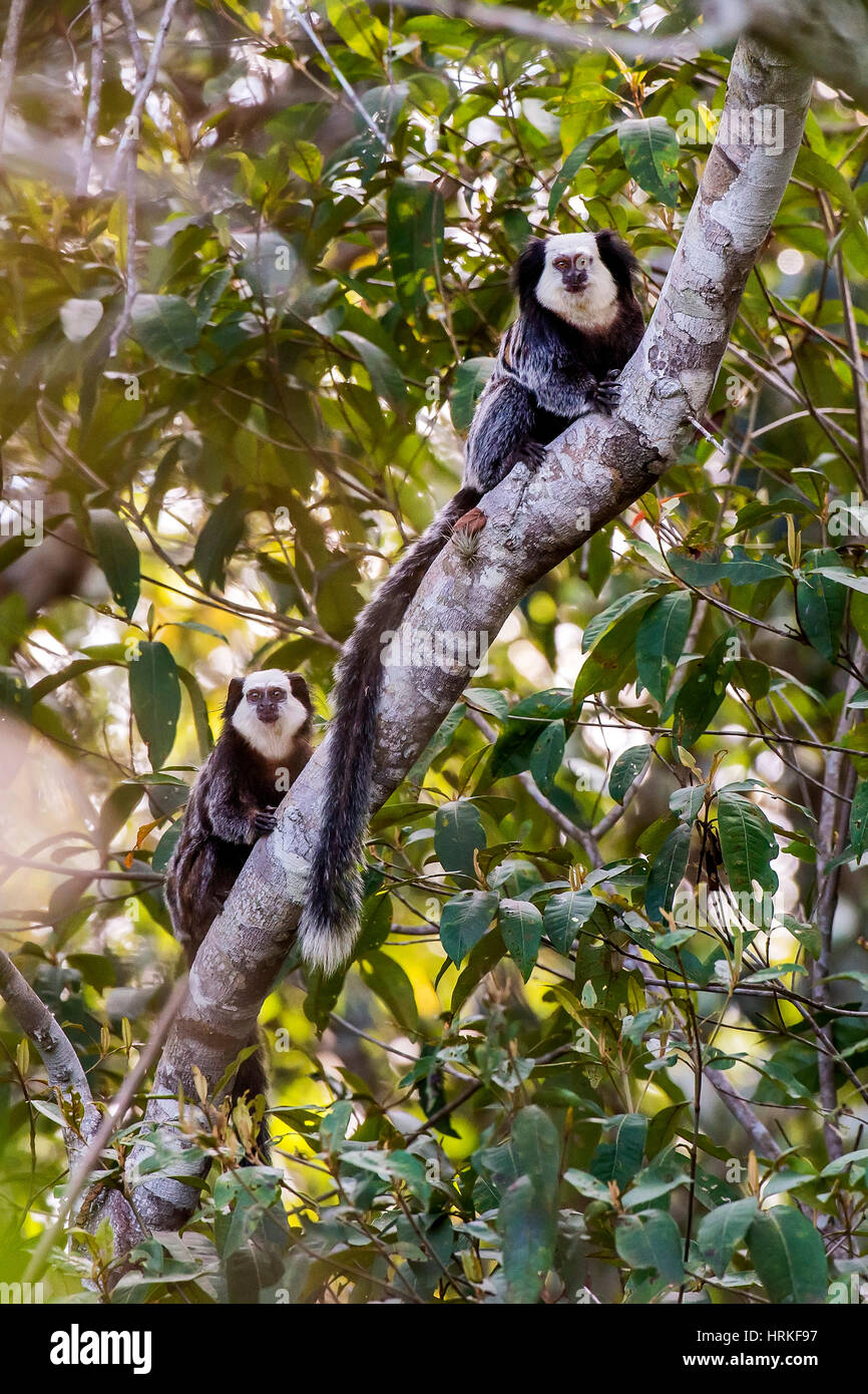 Macaco Sagui Na Floresta Tropical Do Rio De Janeiro Foto de Stock - Imagem  de habitat, exterior: 255482272