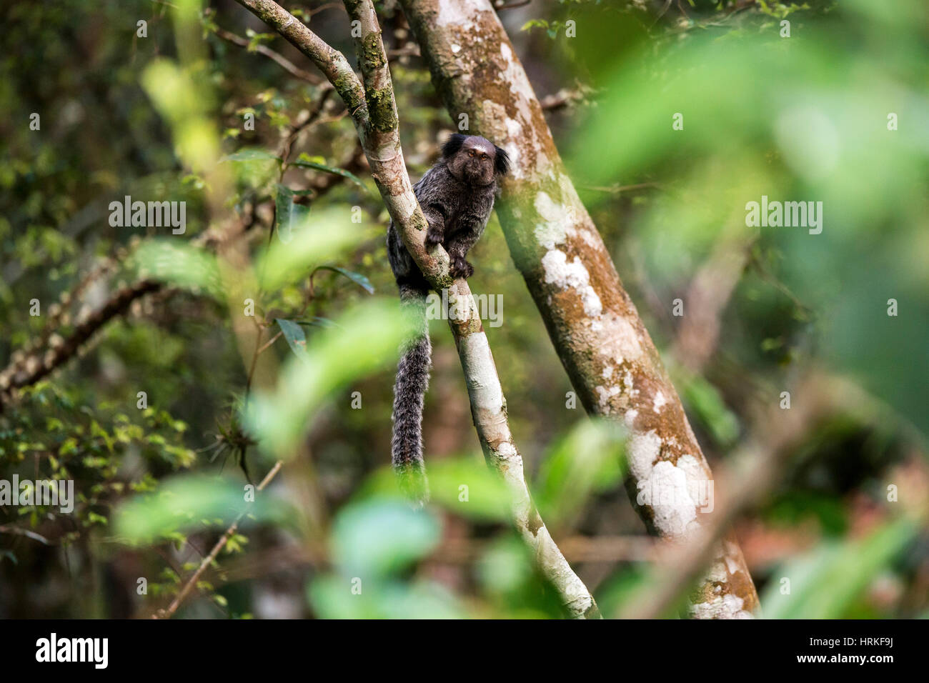 Hybrid marmoset. They are a mix of 2 species of marmoset of the genus Callithrix, New World monkeys of the family Callitrichidae. Photographed in Sant Stock Photo