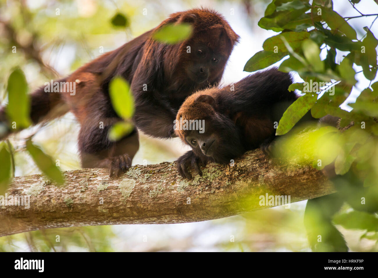 Brown howler monkey (Alouatta guariba), photographed in Cachoeiro de Itapemirim, Espírito Santo - Brazil. Atlantic forest Biome. Wild animal. Stock Photo