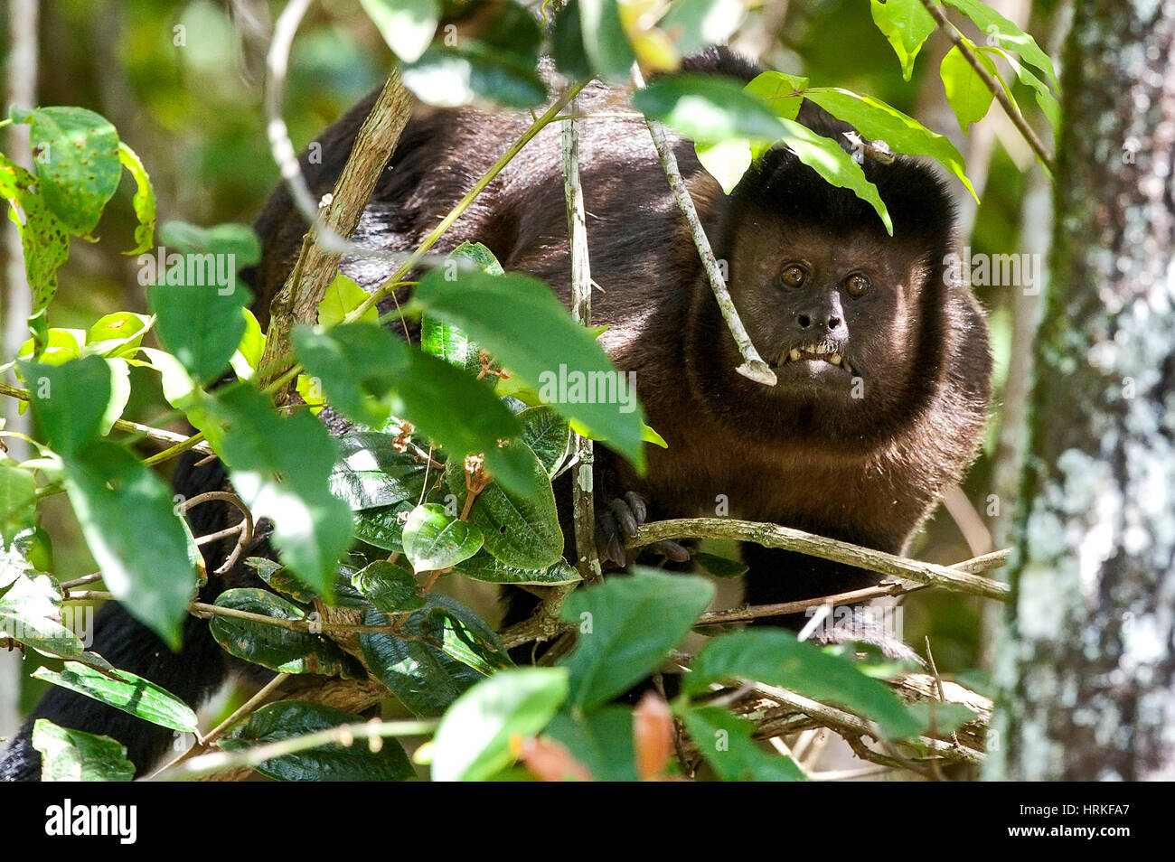 Black capuchin (Sapajus nigritus)  typical of the Atlantic Forest of southeastern Brazil. Photographed in Cariacica, Espírito Santo - Brazil. Atlantic Stock Photo