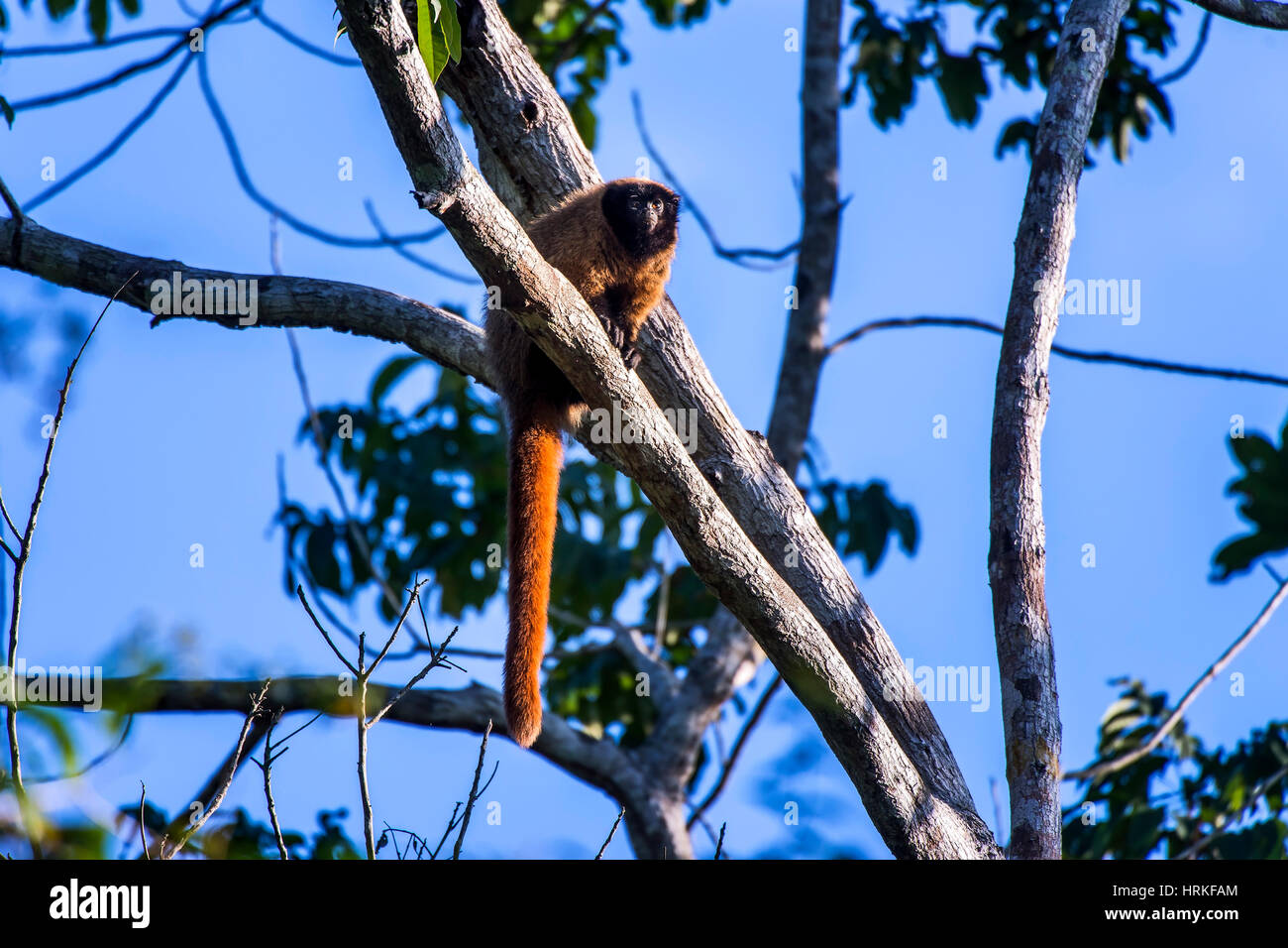 Masked titi monkey (Callicebus personatus), photographed in Linhares/Sooretama, Espírito Santo - Brazil. Atlantic forest Biome. Wild animal. Stock Photo