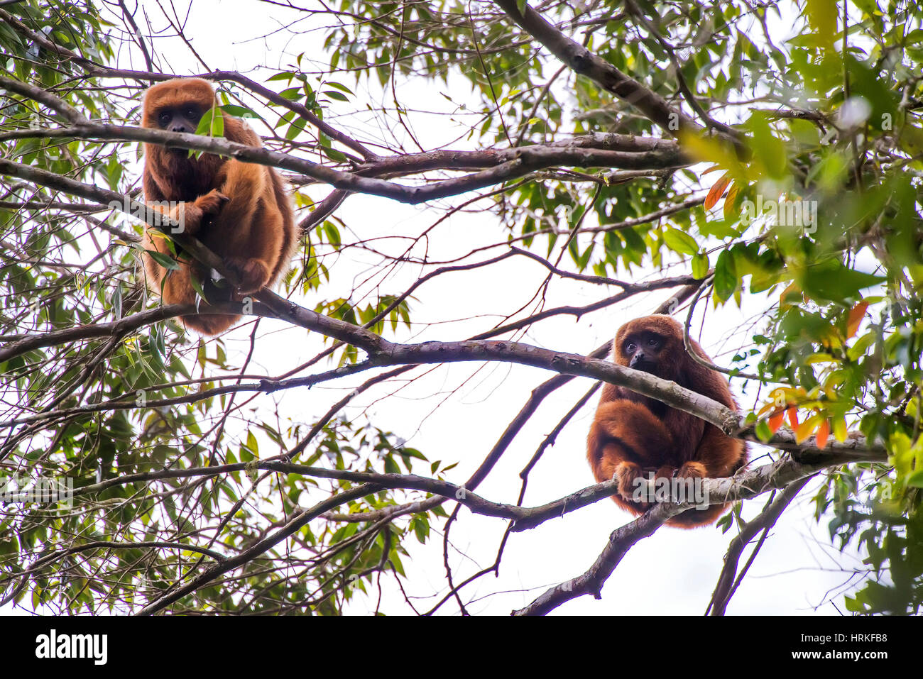 Brown howler monkey (Alouatta guariba), photographed in Afonso Cláudio, Espírito Santo - Brazil. Atlantic forest Biome. Wild animal. Stock Photo