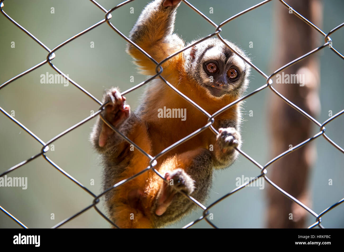 Southern night monkey (Aotus azarae), a New World Monkey Aotidae family. It occurs in Argentina, Brazil, Bolivia, Peru and Paraguay. Probable escape. Stock Photo