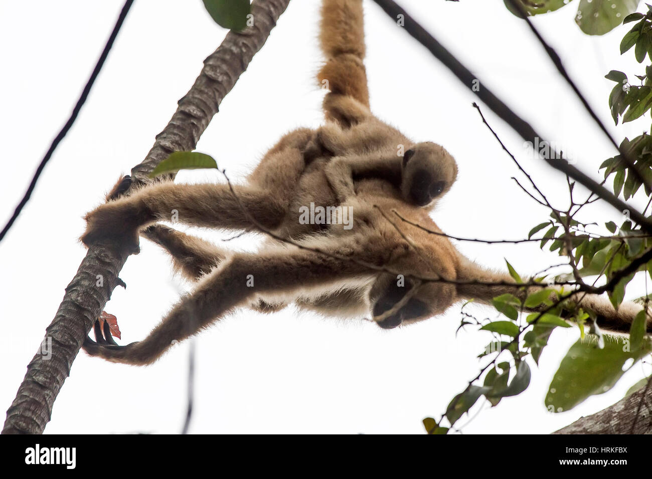 Northern muriqui (Brachyteles hypoxanthus) with baby, critically