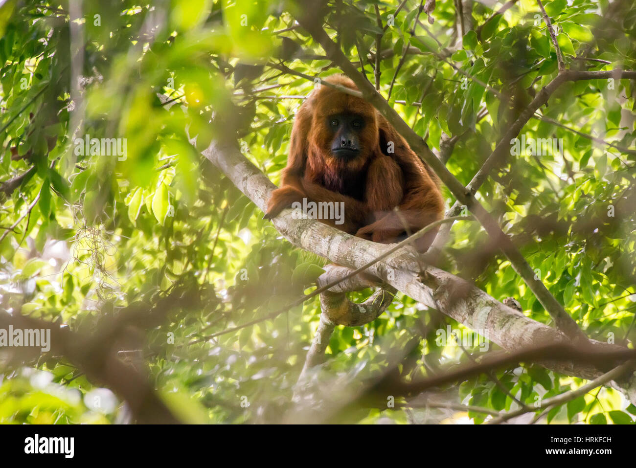Brown howler monkey (Alouatta guariba), photographed in Domingos Martins, Espírito Santo - Brazil. Atlantic forest Biome. Wild animal. Stock Photo