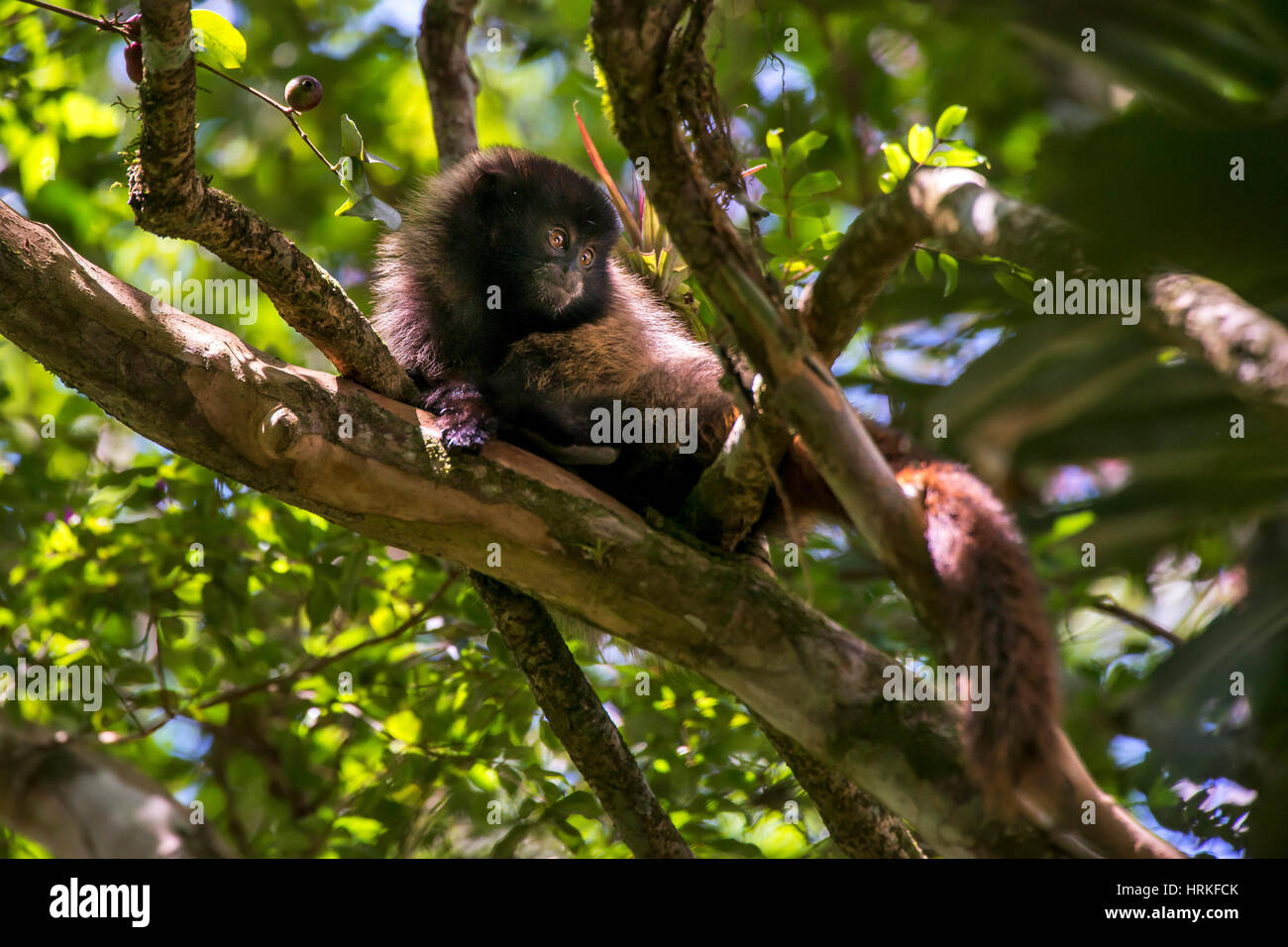 Masked titi monkey (Callicebus personatus), photographed in Santa Teresa, Espírito Santo - Brazil. Atlantic forest Biome. Wild animal. Stock Photo