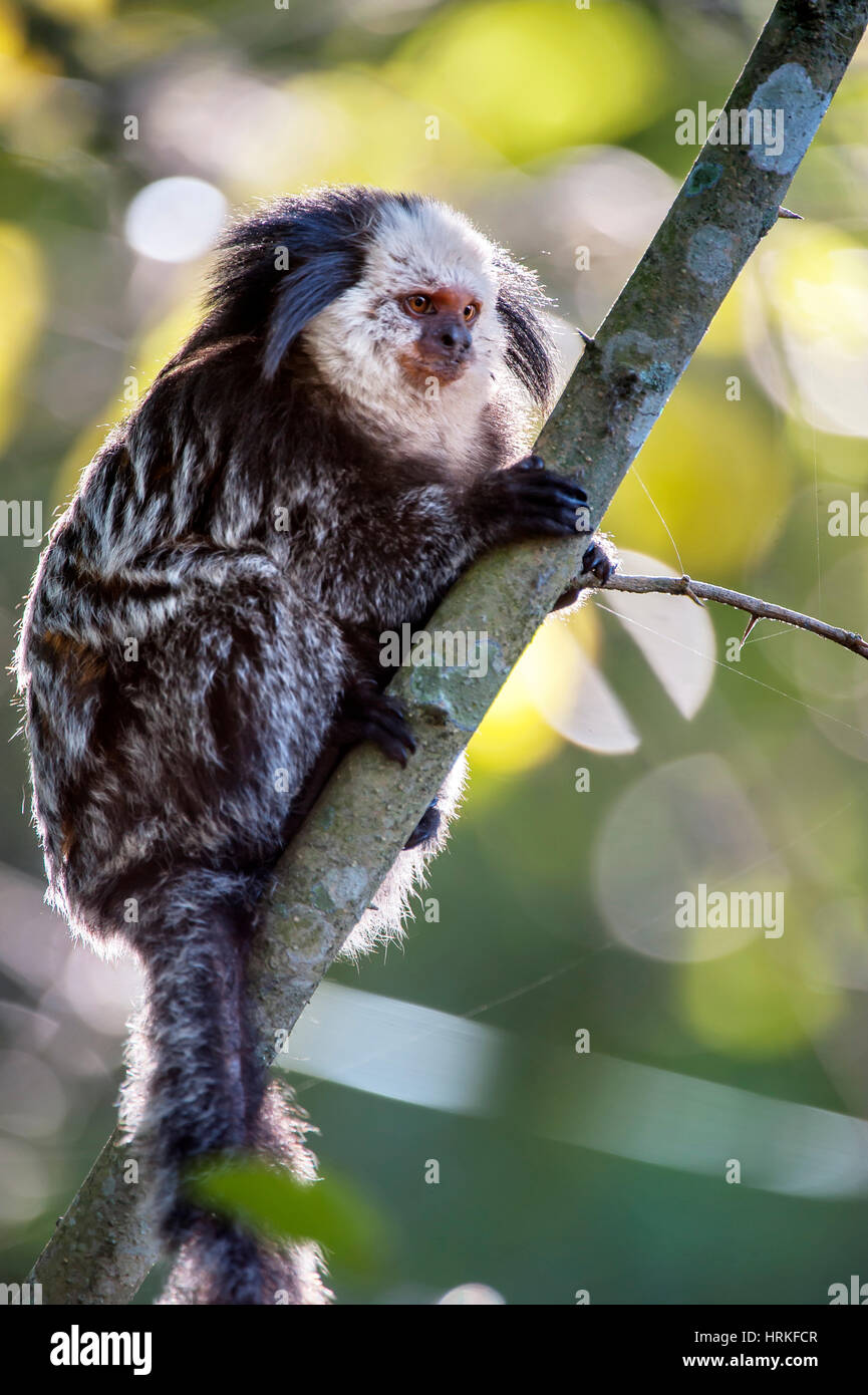 Lindo macaco sagui (Callithrix jacchus) encontrado em grandes quantidades  na cidade de Salvador no Brasil [download] - Designi