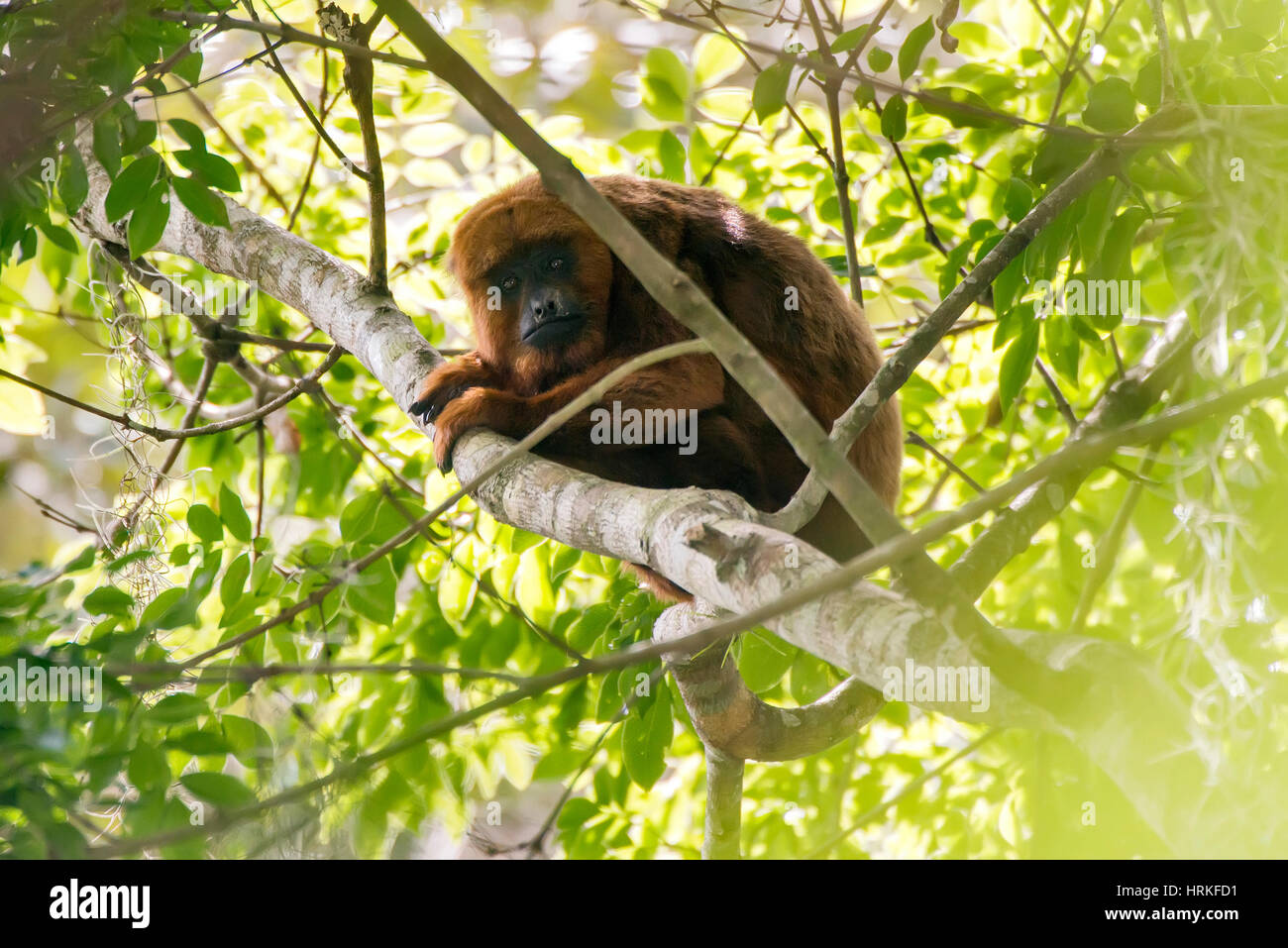 Brown howler monkey (Alouatta guariba), photographed in Domingos Martins, Espírito Santo - Brazil. Atlantic forest Biome. Wild animal. Stock Photo