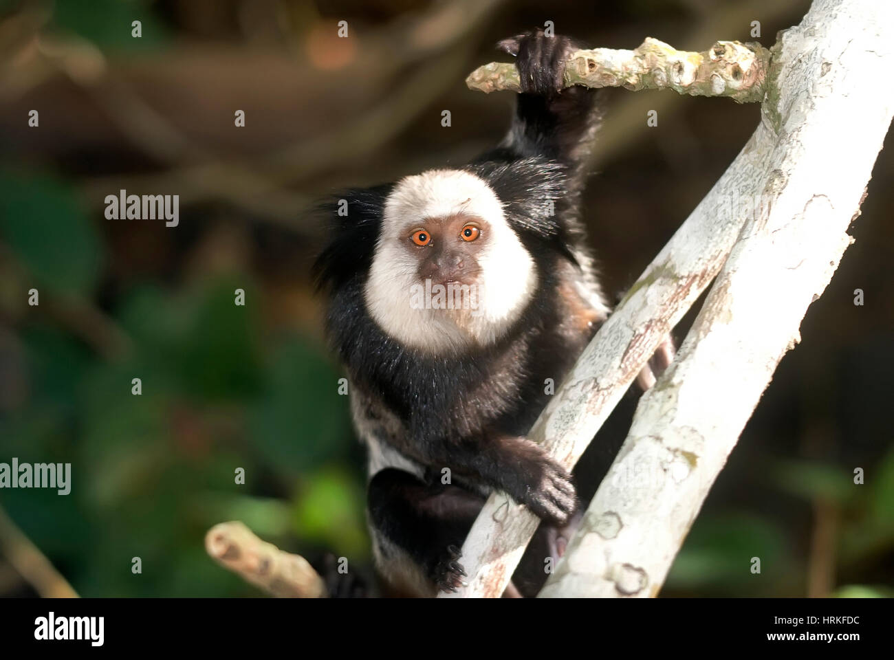 Macaco Sagui Na Floresta Tropical Do Rio De Janeiro Foto de Stock - Imagem  de habitat, exterior: 255482272