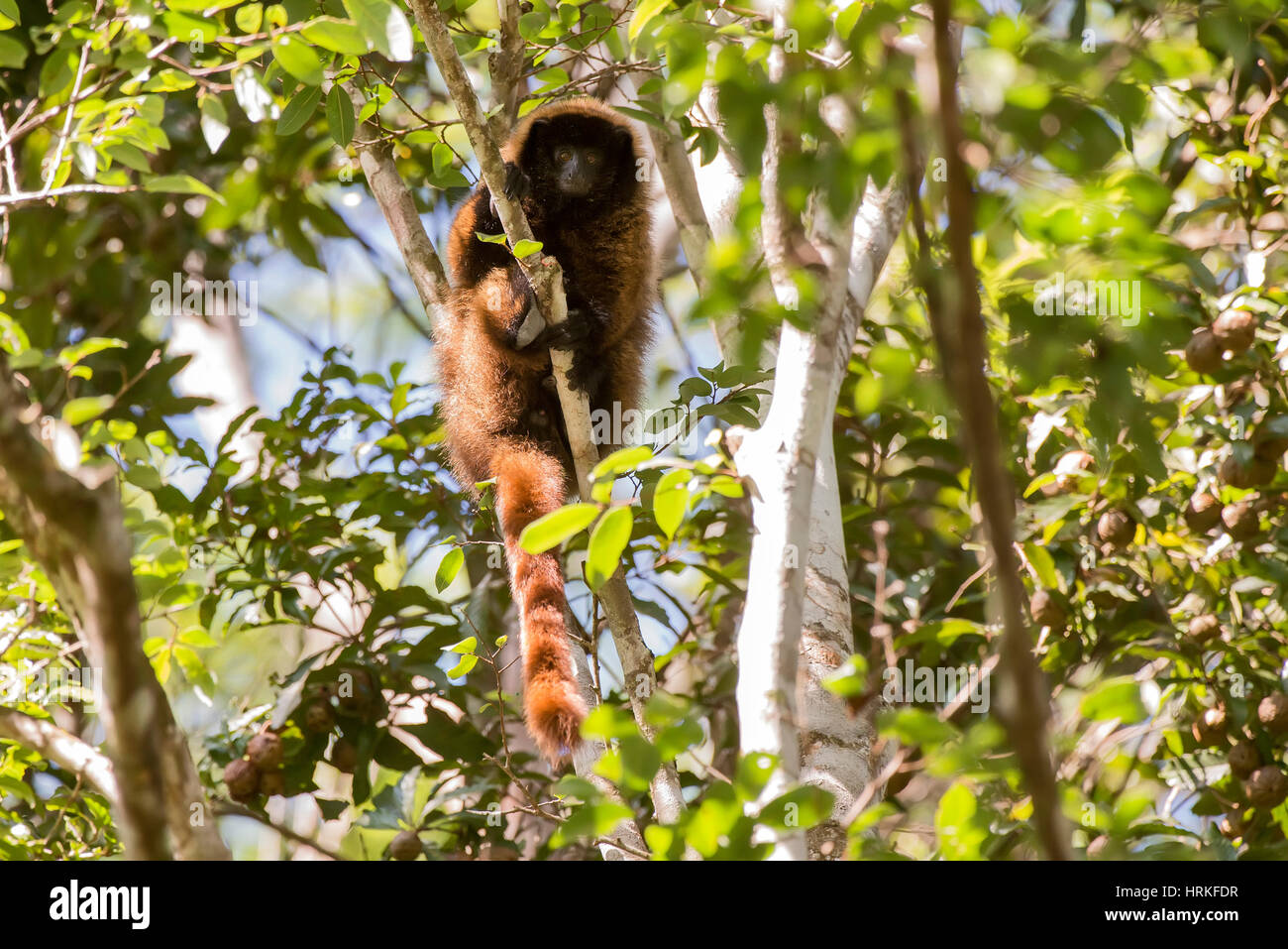 Masked titi monkey (Callicebus personatus), photographed in Domingos Martins, Espírito Santo - Brazil. Atlantic forest Biome. Wild animal. Stock Photo