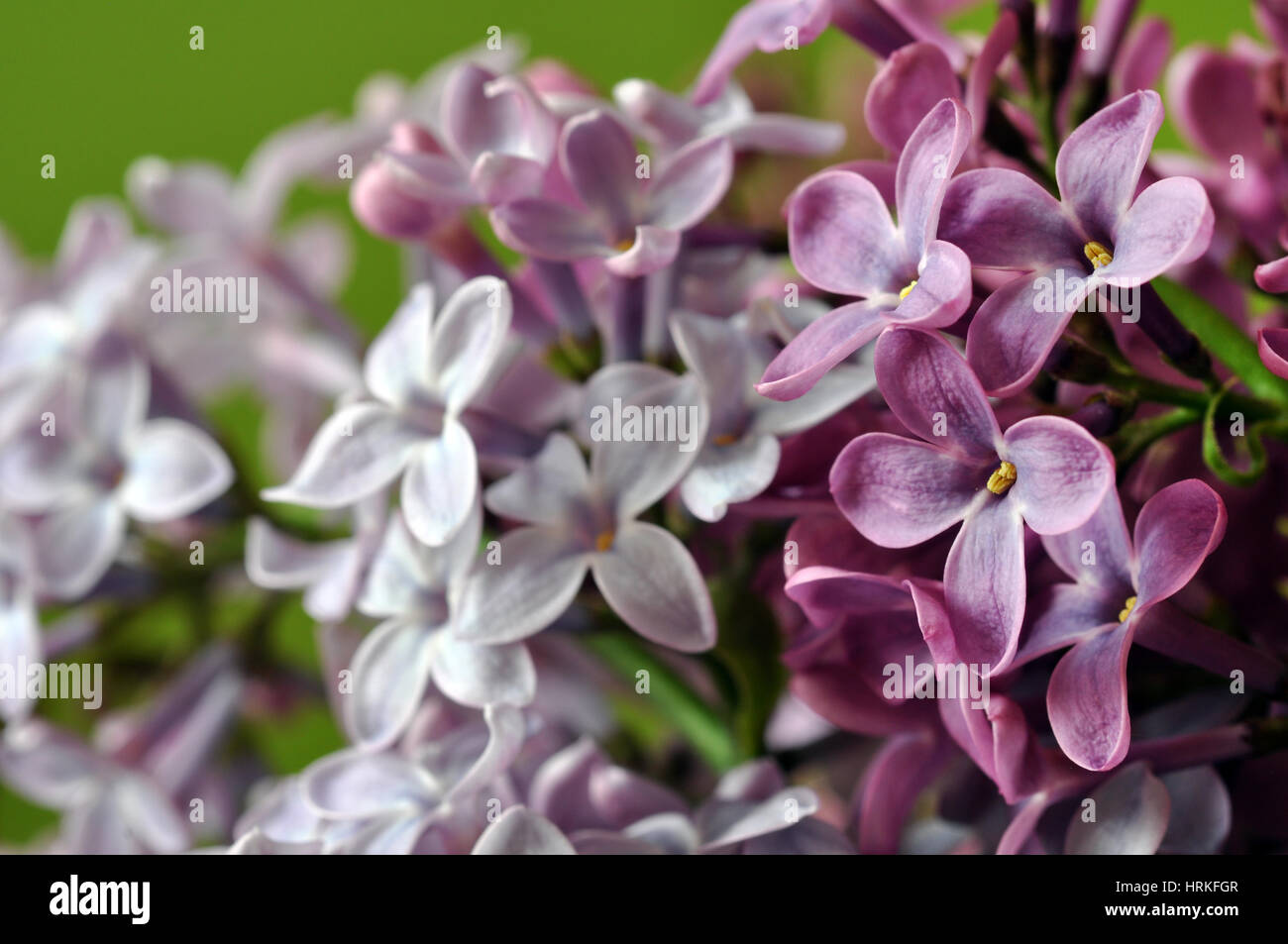 Purple lilac flowers in the spring Stock Photo - Alamy