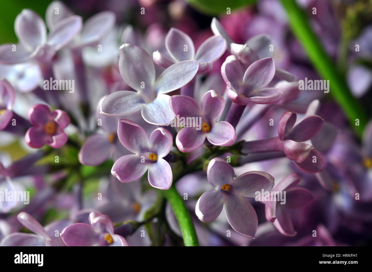 Purple lilac flowers in the spring Stock Photo - Alamy