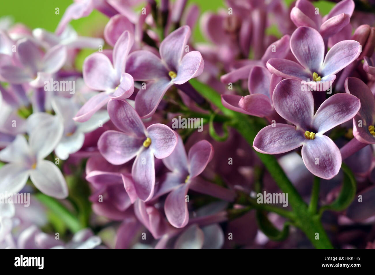 Purple lilac flowers in the spring Stock Photo - Alamy