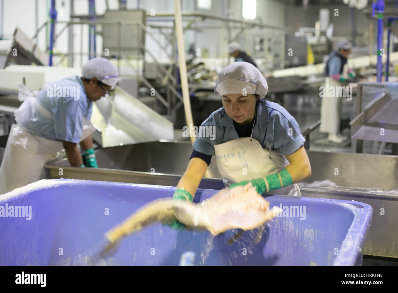 Fresh cod being prepared by worker before it is salted salted and dried at Riberalves a major producer, in Moita, Portugal. Stock Photo
