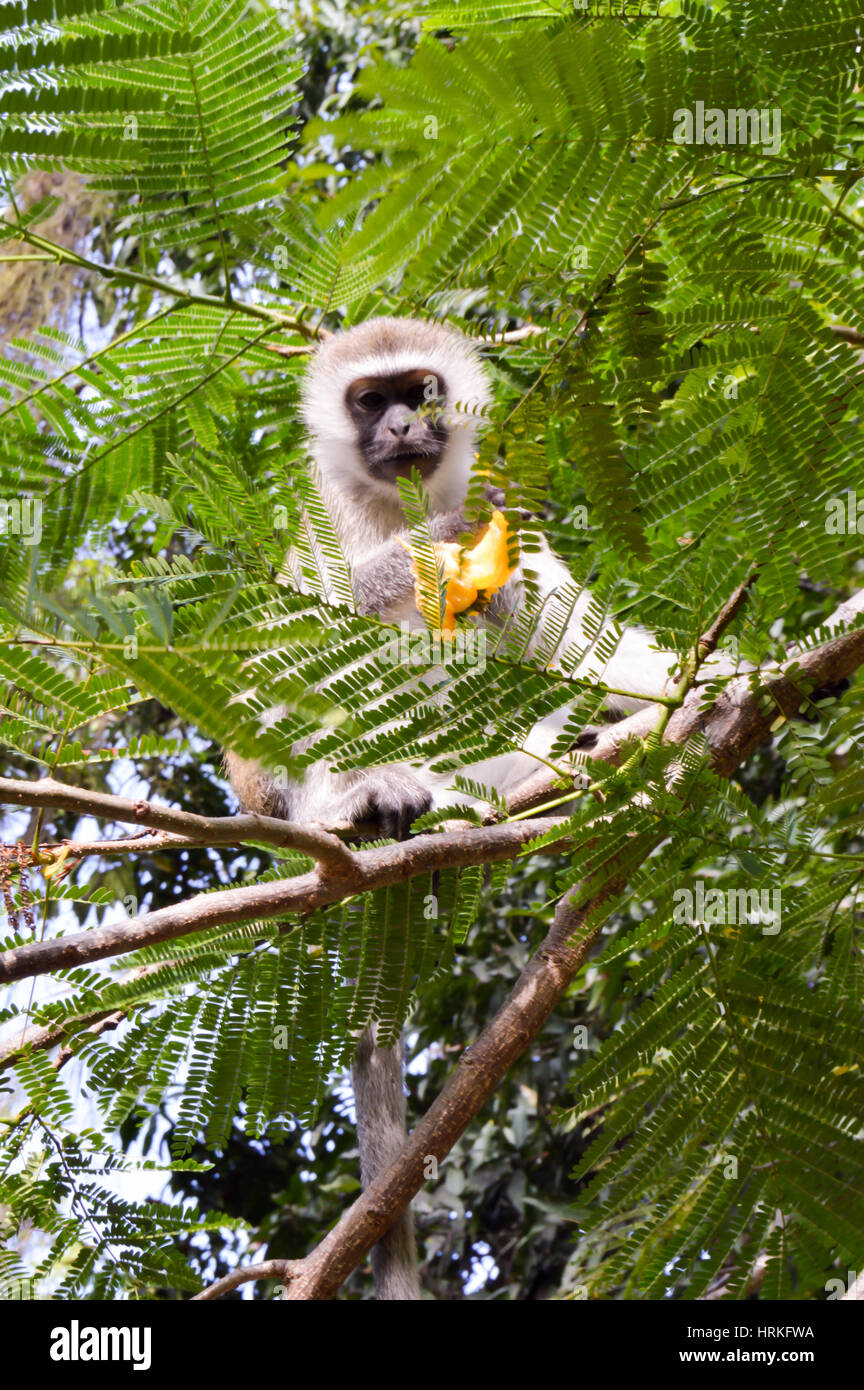 Monkey vervet on a tree eating a mango in a park in Mombasa, Kenya Stock Photo