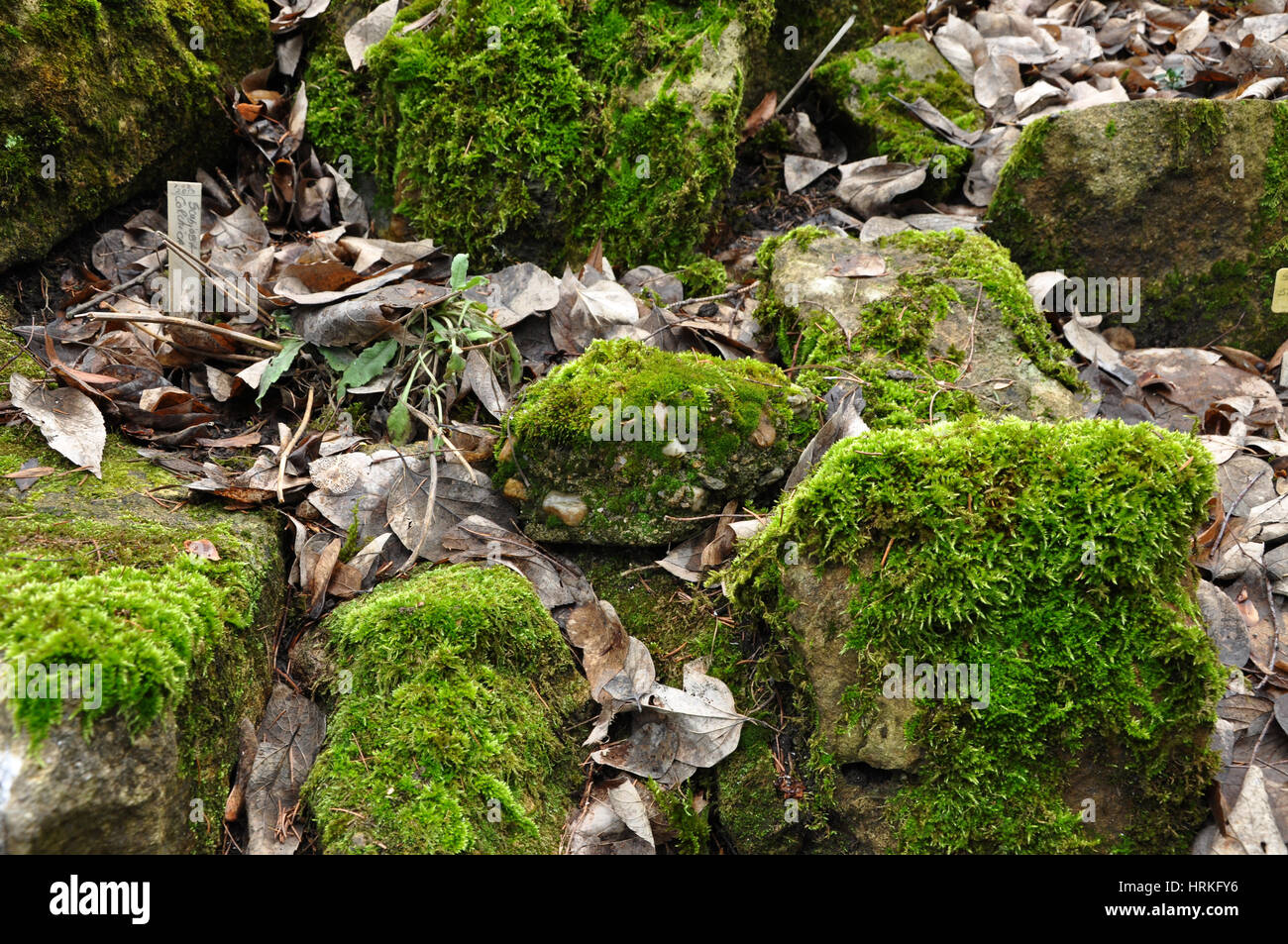 Mossy rocks in the forest Stock Photo Alamy