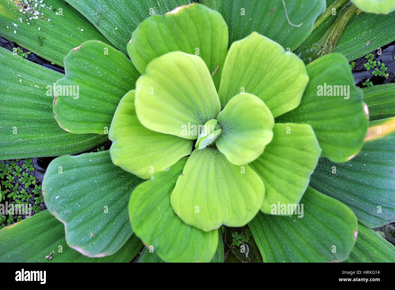 Green water lily leaves in a pond Stock Photo - Alamy