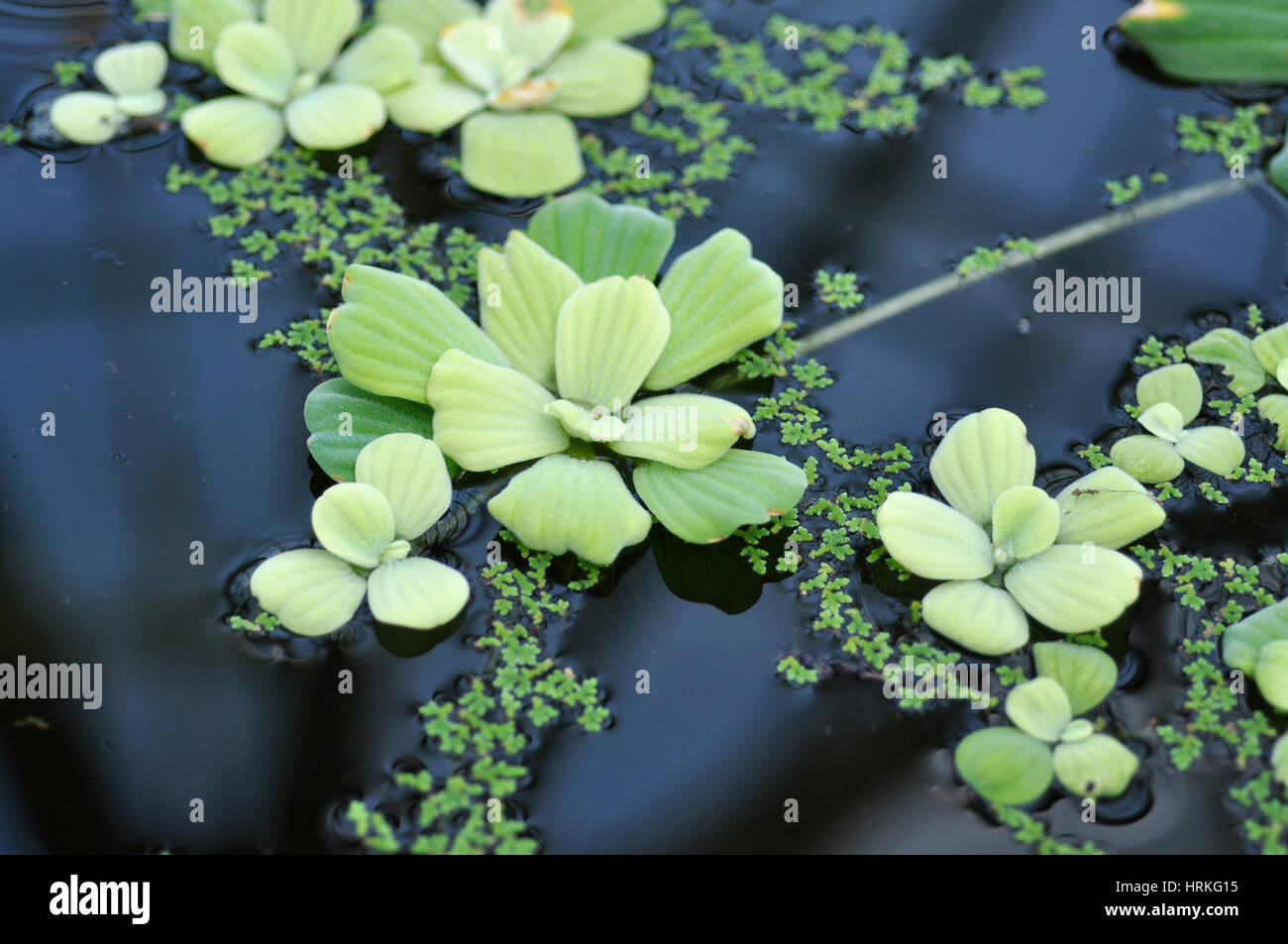 Green water lily leaves in a pond Stock Photo - Alamy