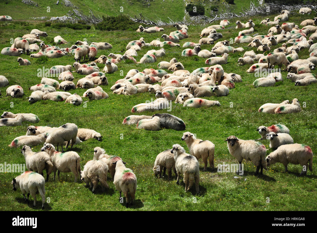 Spring Flocking Flock of sheep in the spring Stock Photo - Alamy