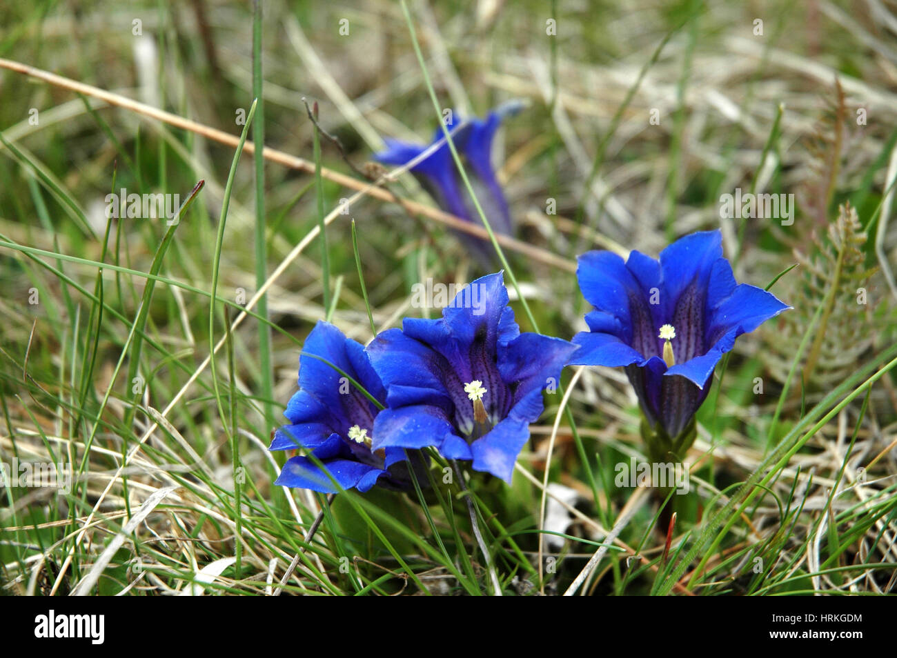 Blue Gentiana flower Stock Photo