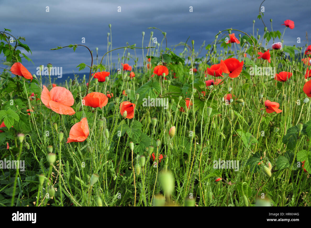 Poppy flowers in a field Stock Photo - Alamy