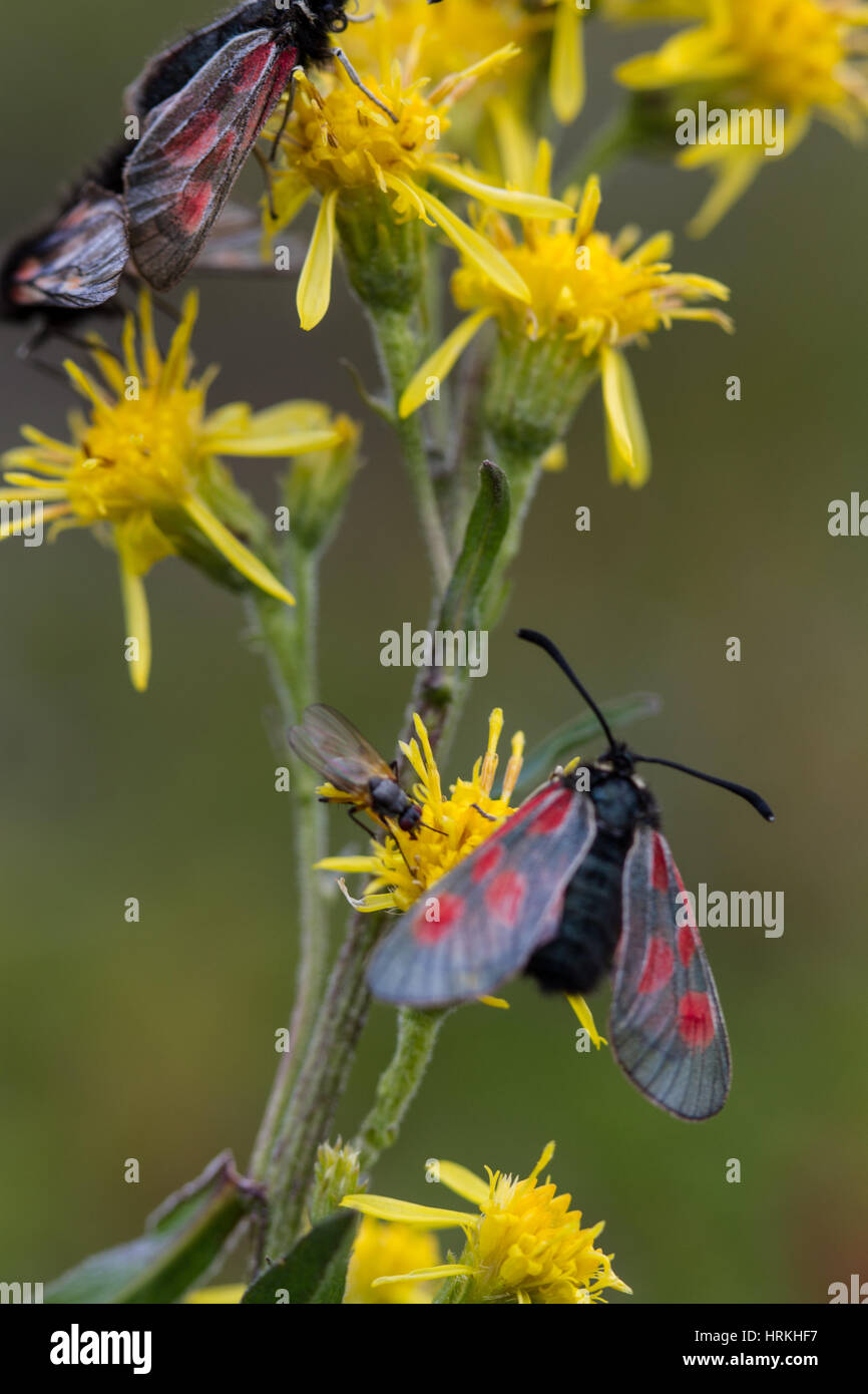 Insects on flower Stock Photo Alamy