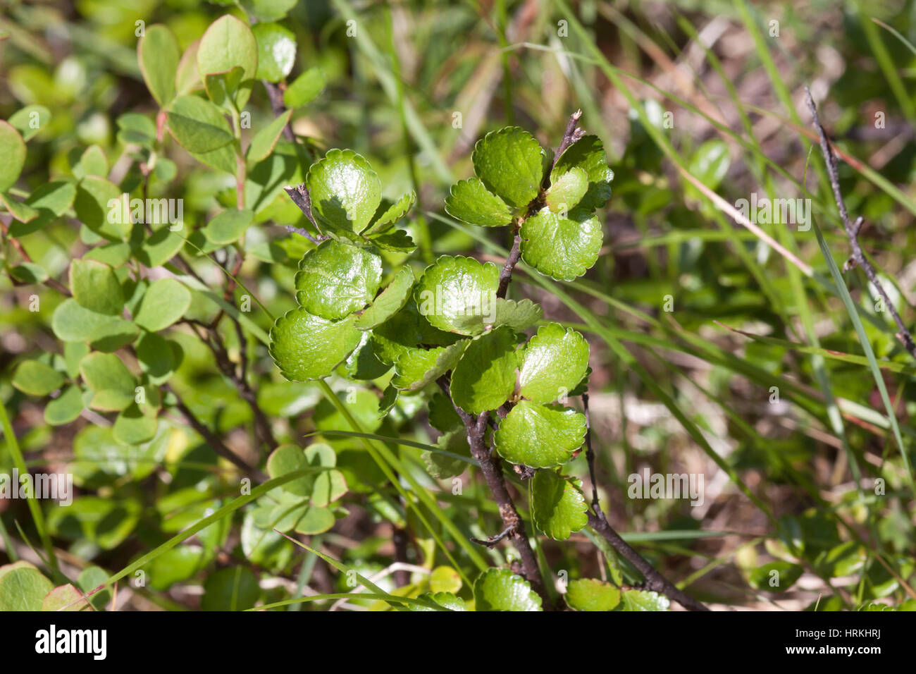 Dwarf birch growing in tundra in North east Norway Stock Photo
