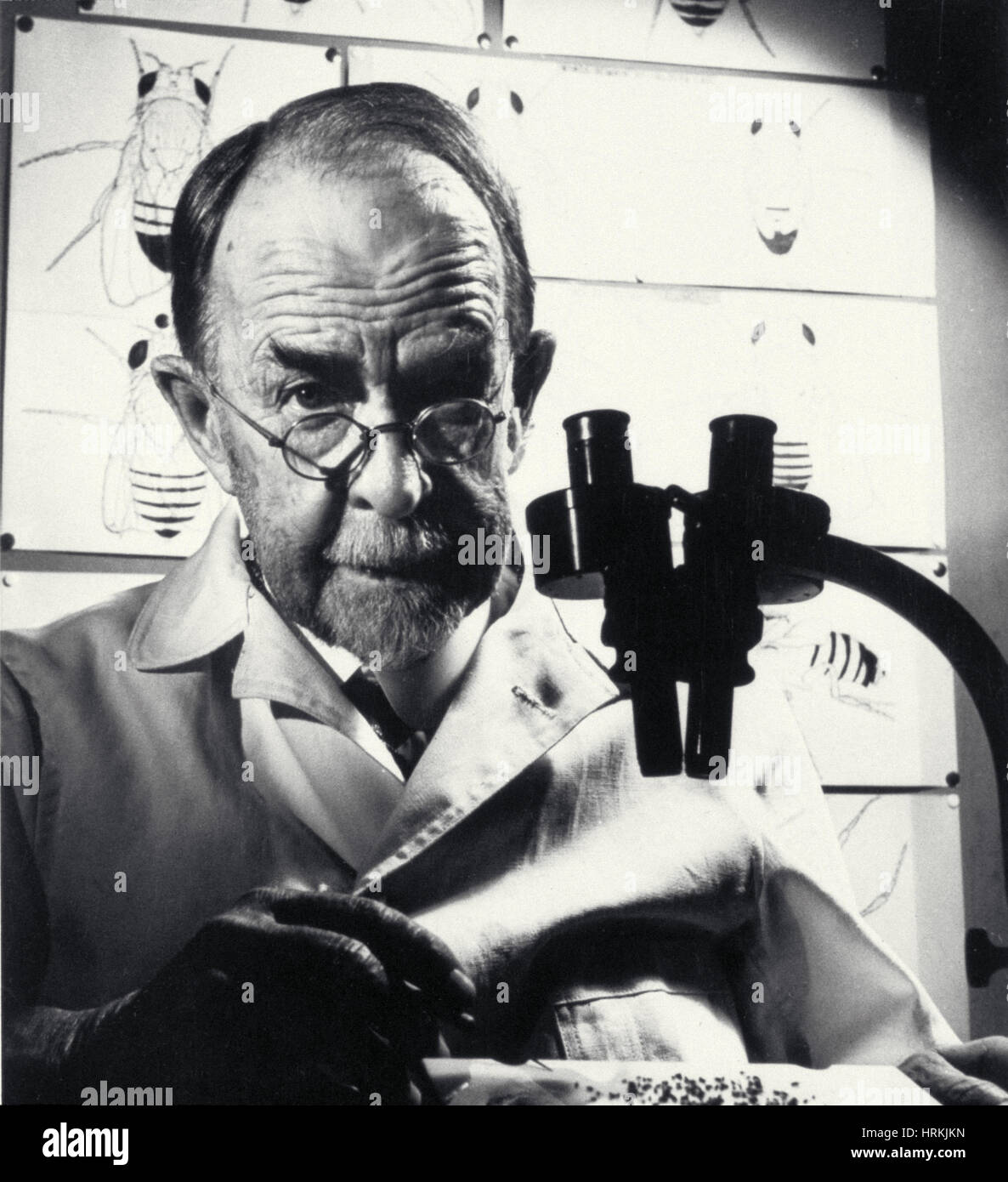 Thomas hunt fruit fly hires stock photography and images Alamy