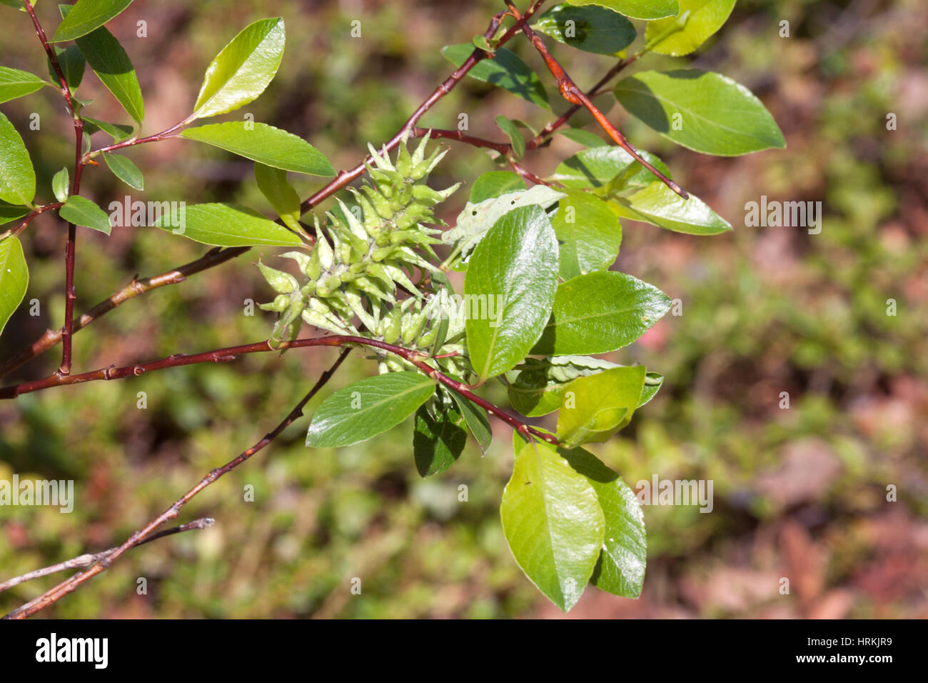 Bay willow growing in Norway Stock Photo
