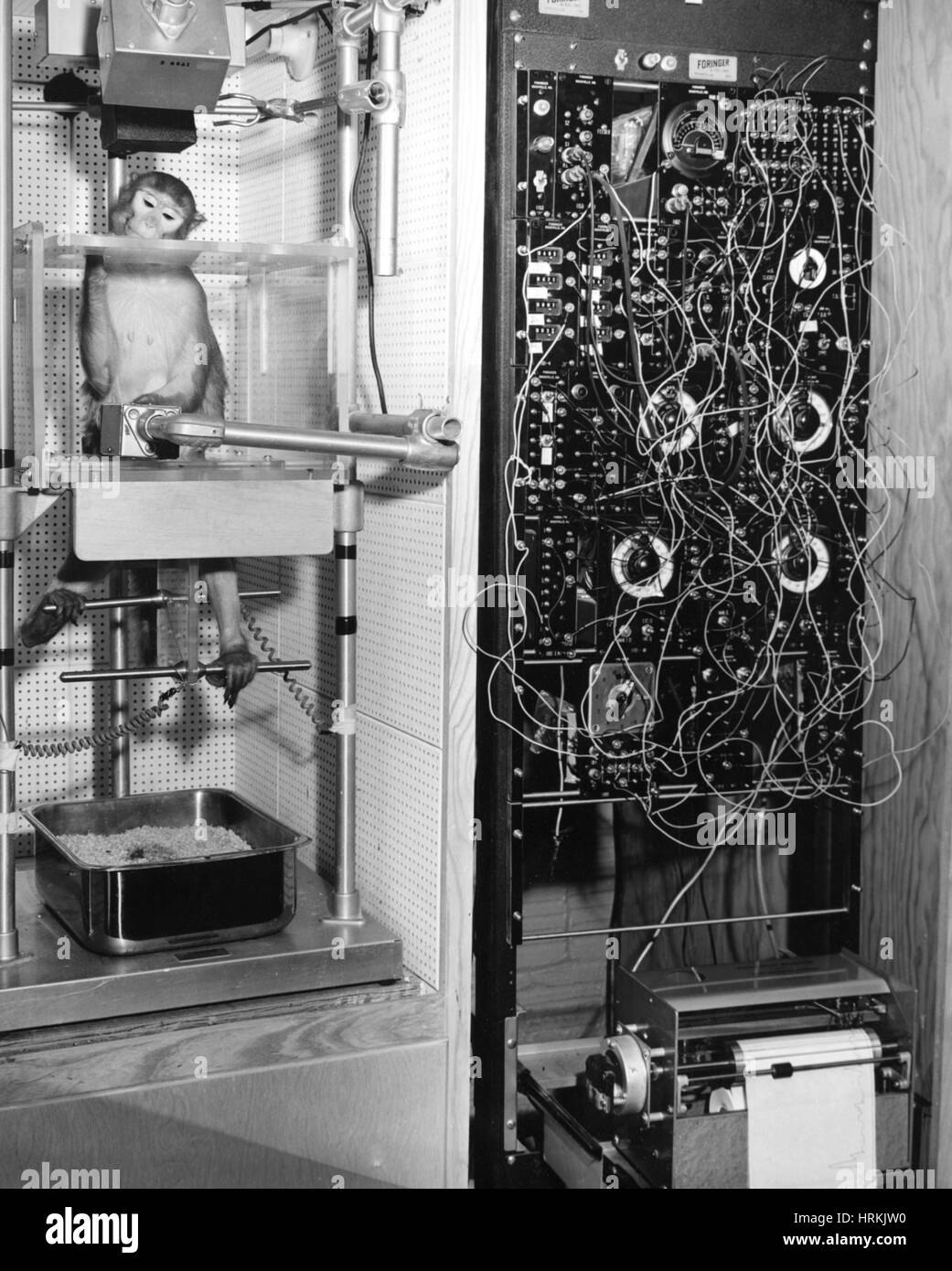 Monkey Behavioral Experiments Stock Photo