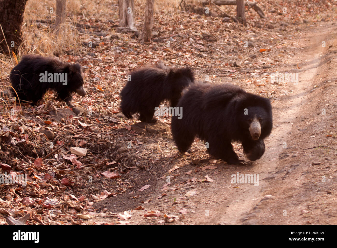 Sloth bear mother and two cubs crossing track in National Park in India