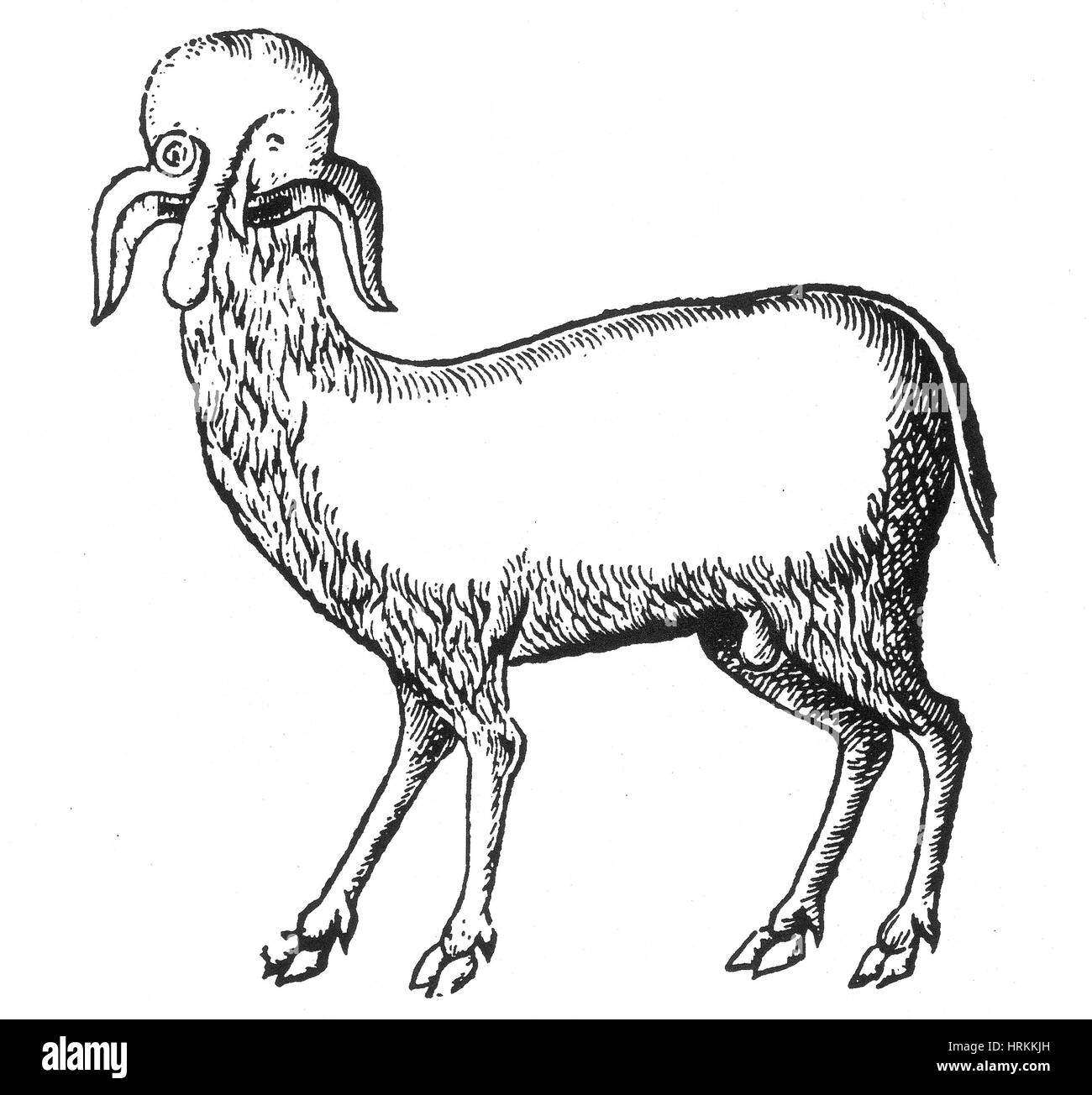 Half Man Half Goat High Resolution Stock Photography and Images Alamy Half Man Half Goat High Resolution Stock Photography and Images Alamy