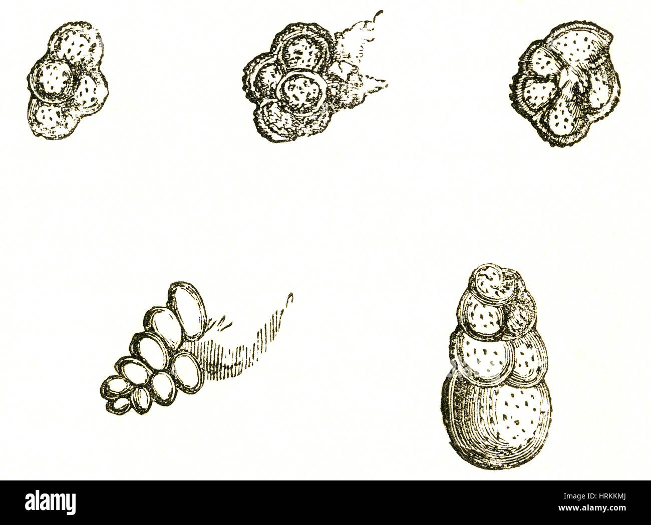 Foraminifera Fossils Stock Photo