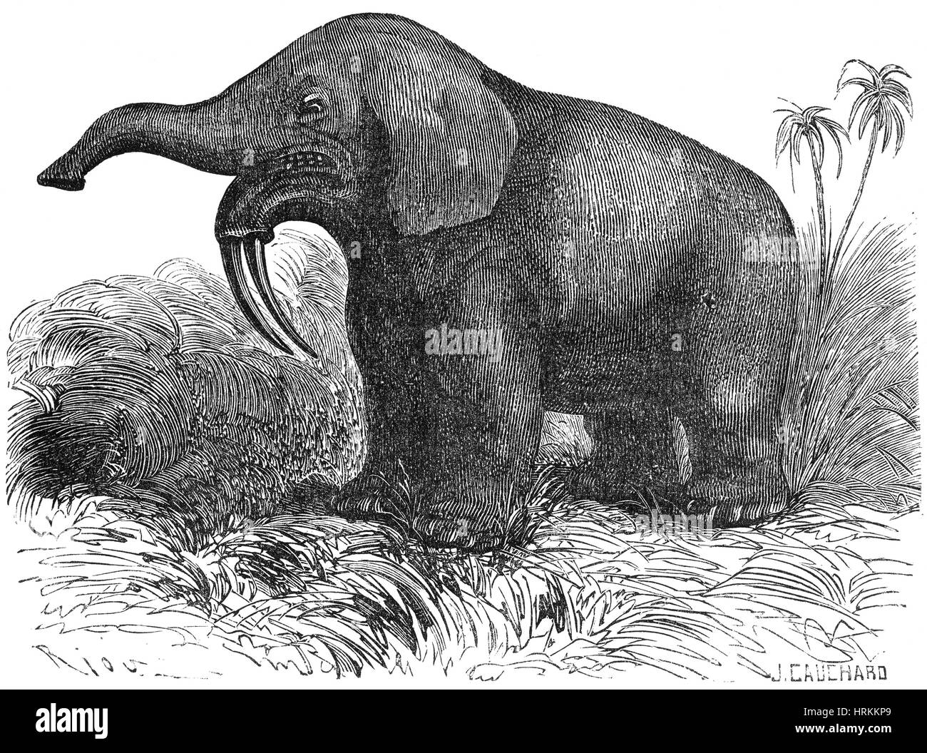 Deinotherium Giganteum Prehistoric Elephant Wood Engraving Published In  1893 Stock Illustration - Download Image Now - iStock