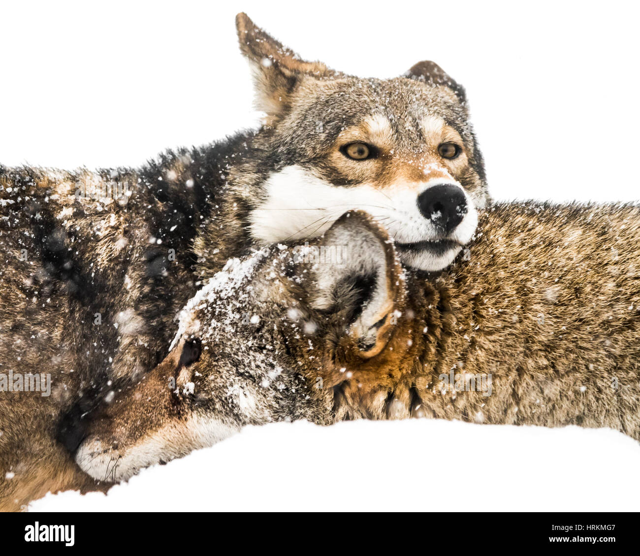 Red Wolf Pair Cuddling in Snow Stock Photo